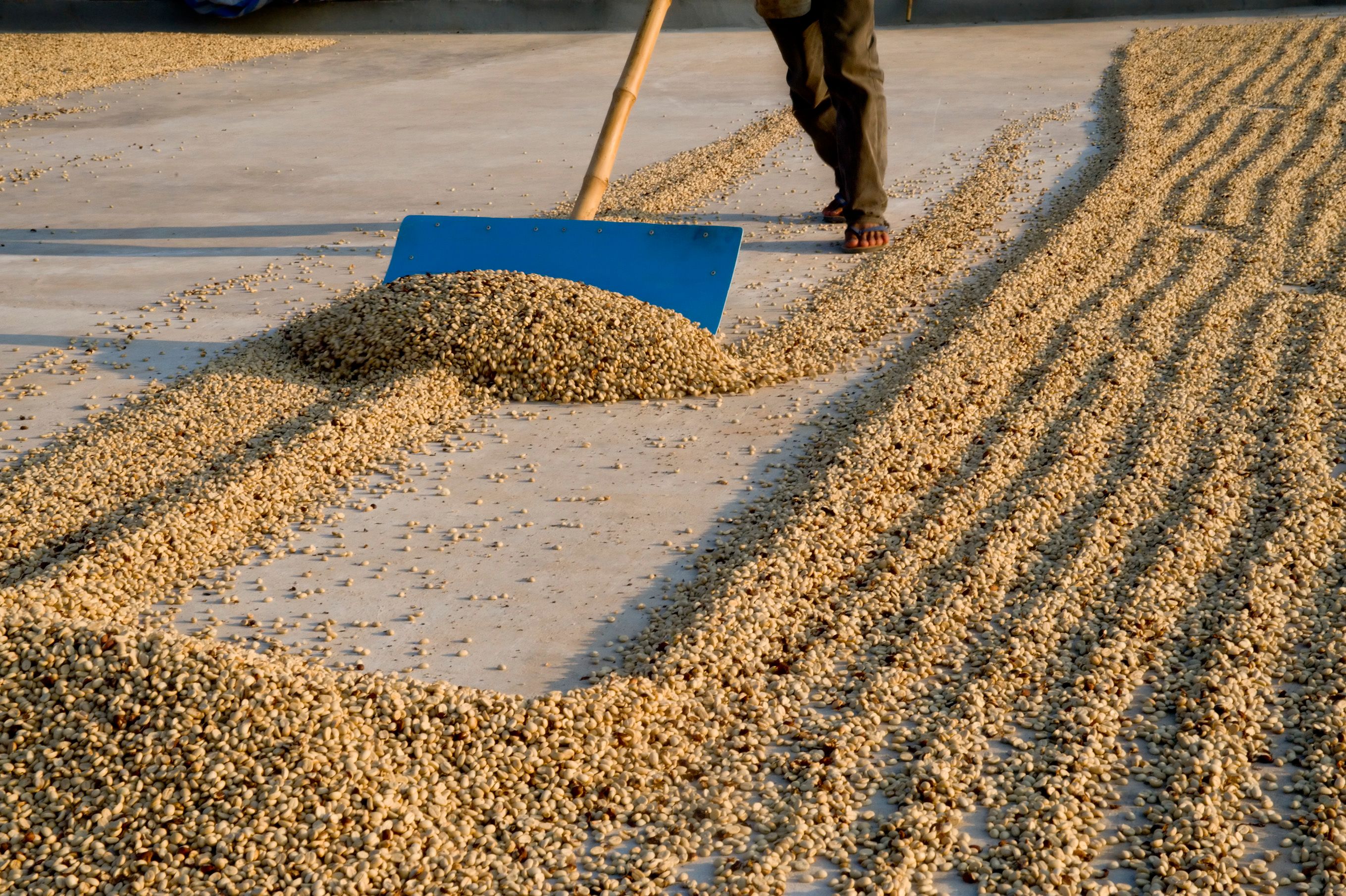 coffee drying