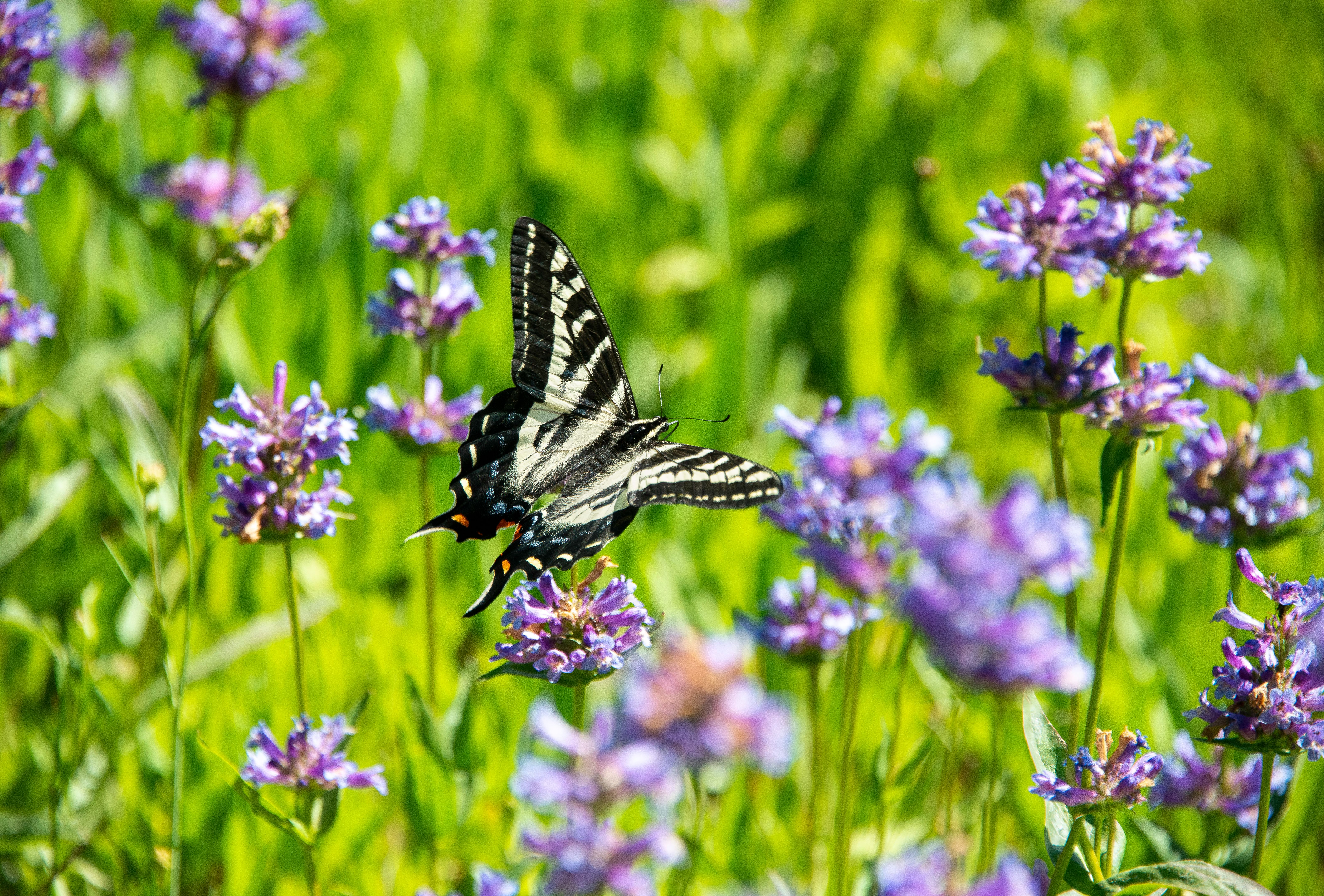 california native plants