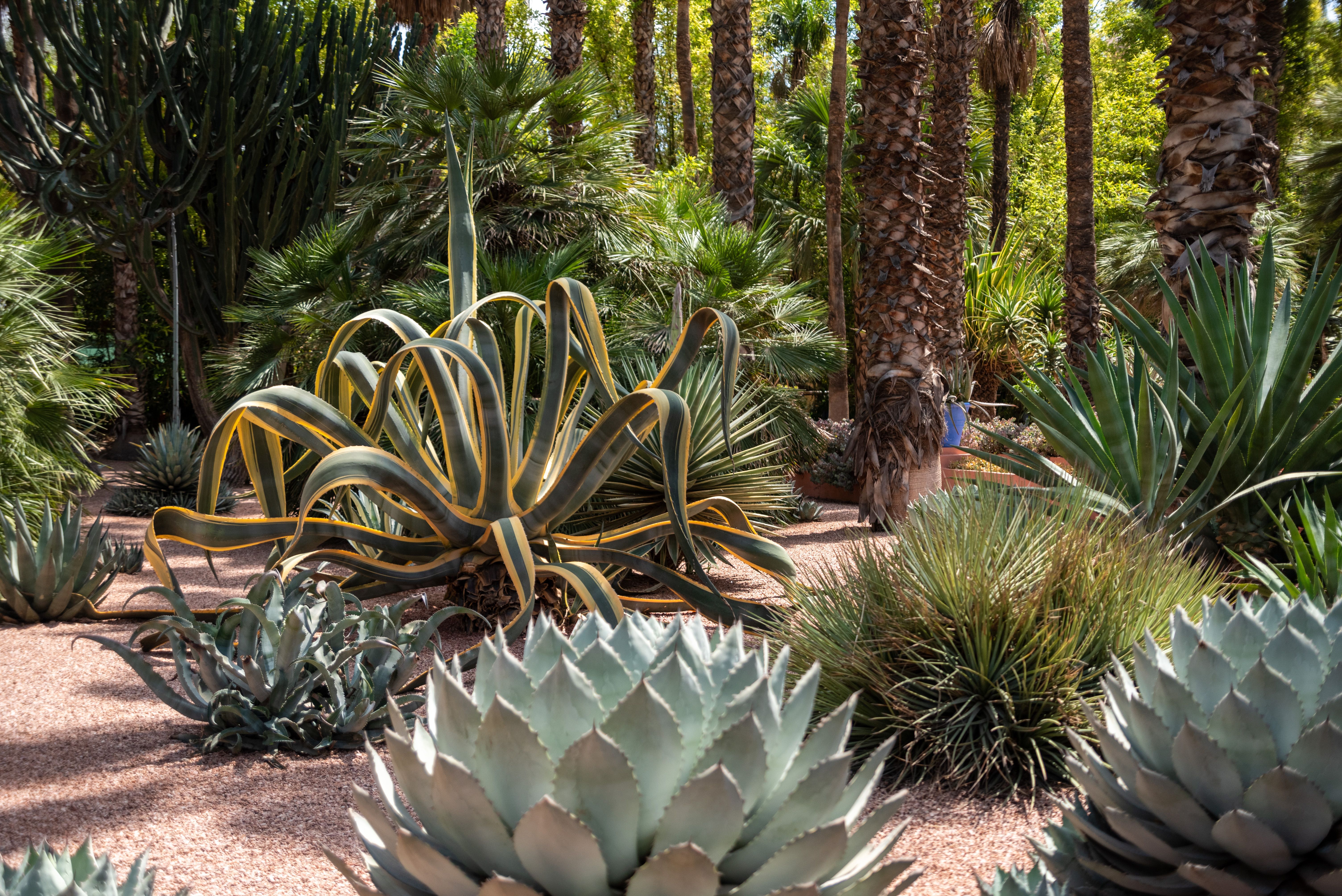 majorelle garden