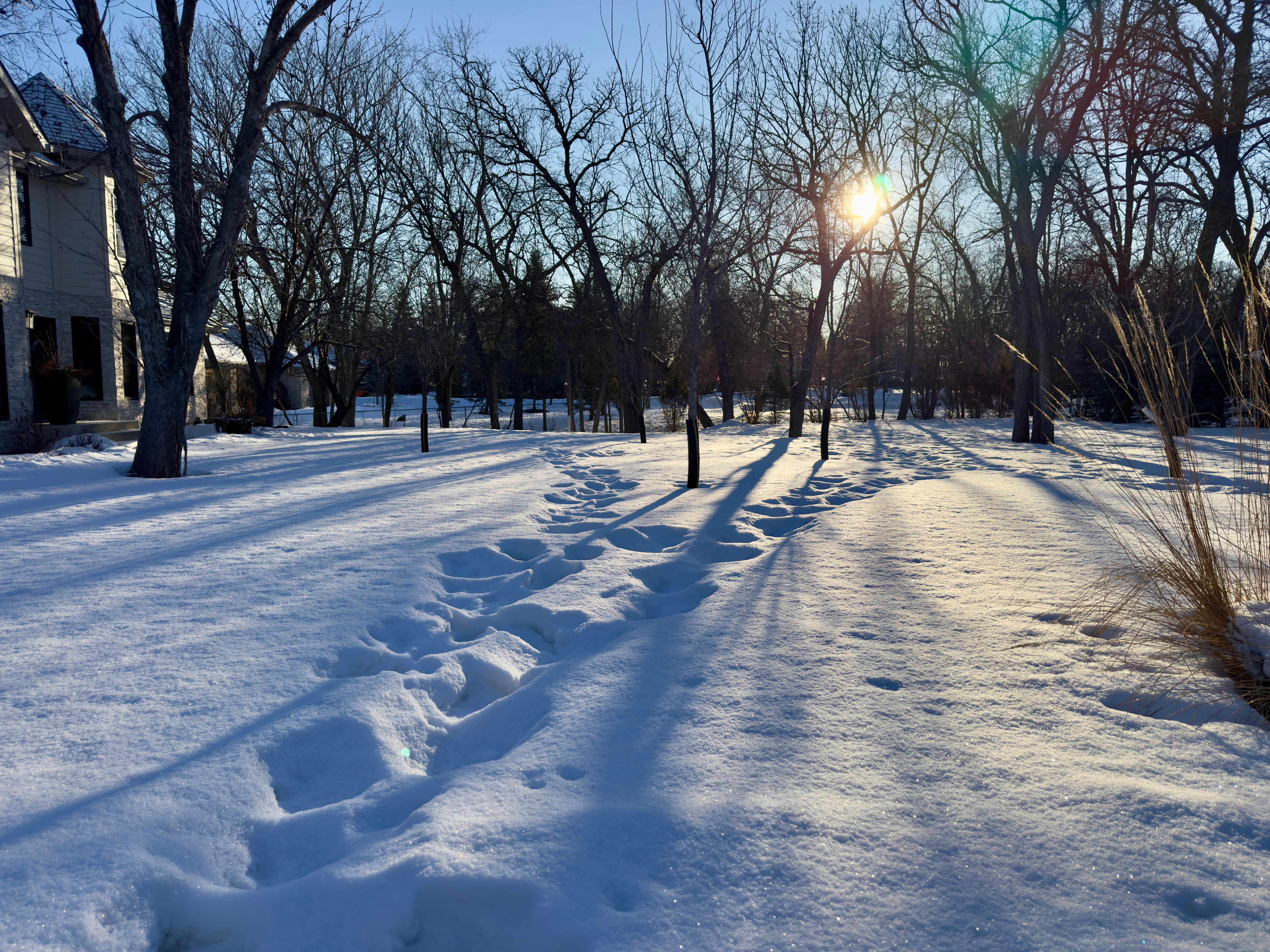snowy park