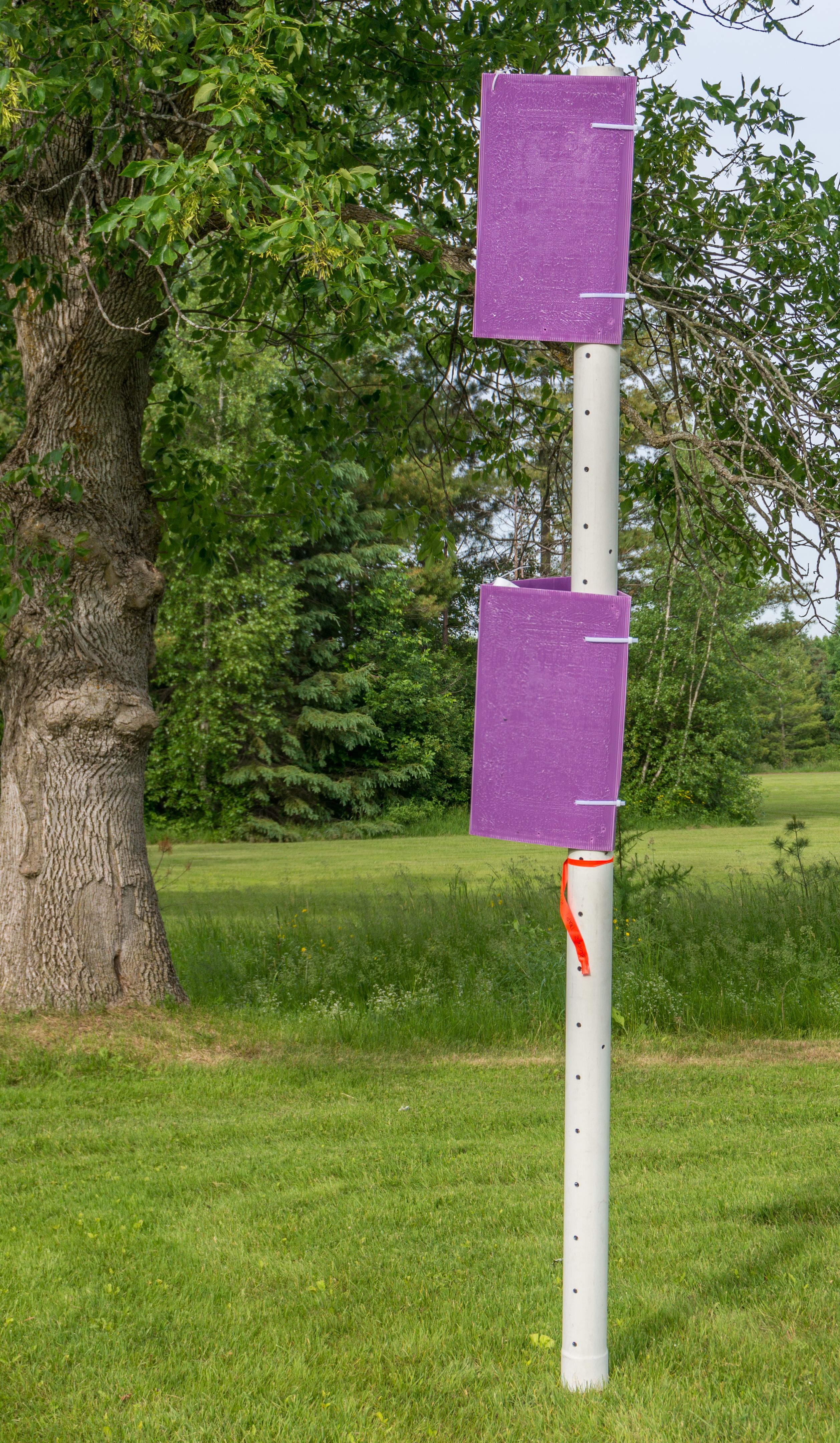 common pests in Ottawa