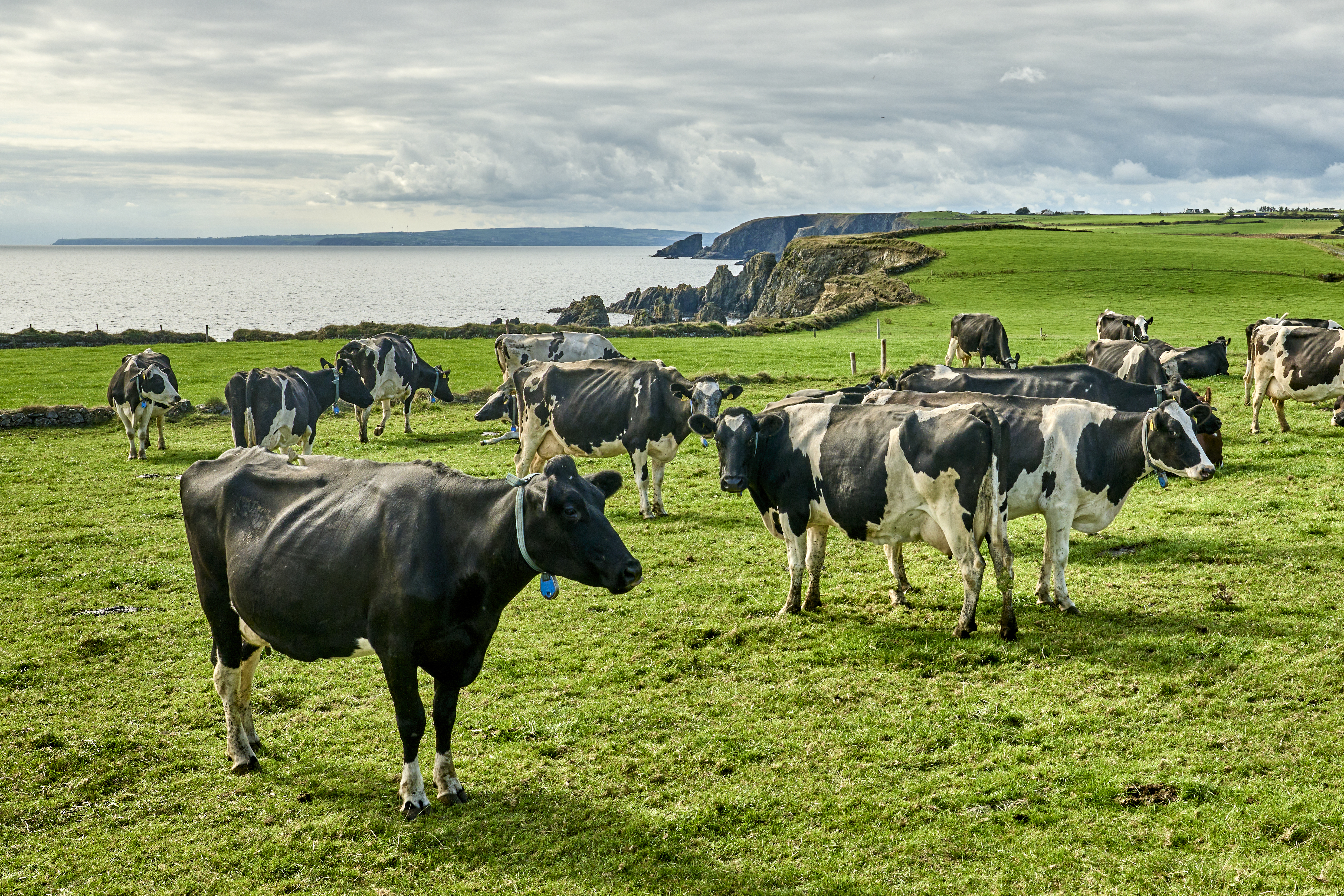 Cattle herd on pasture in Ireland