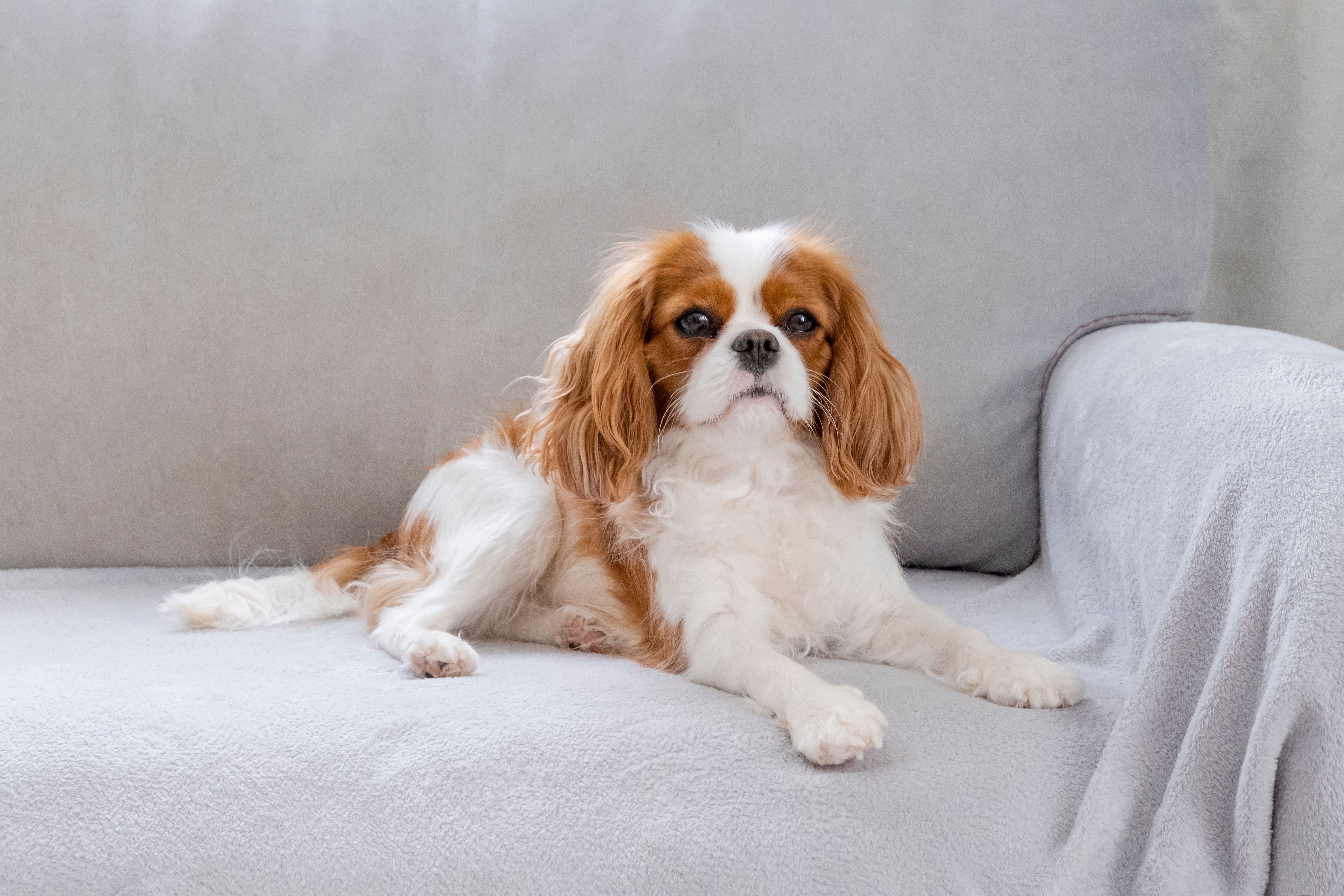 cavalier king charles spaniel