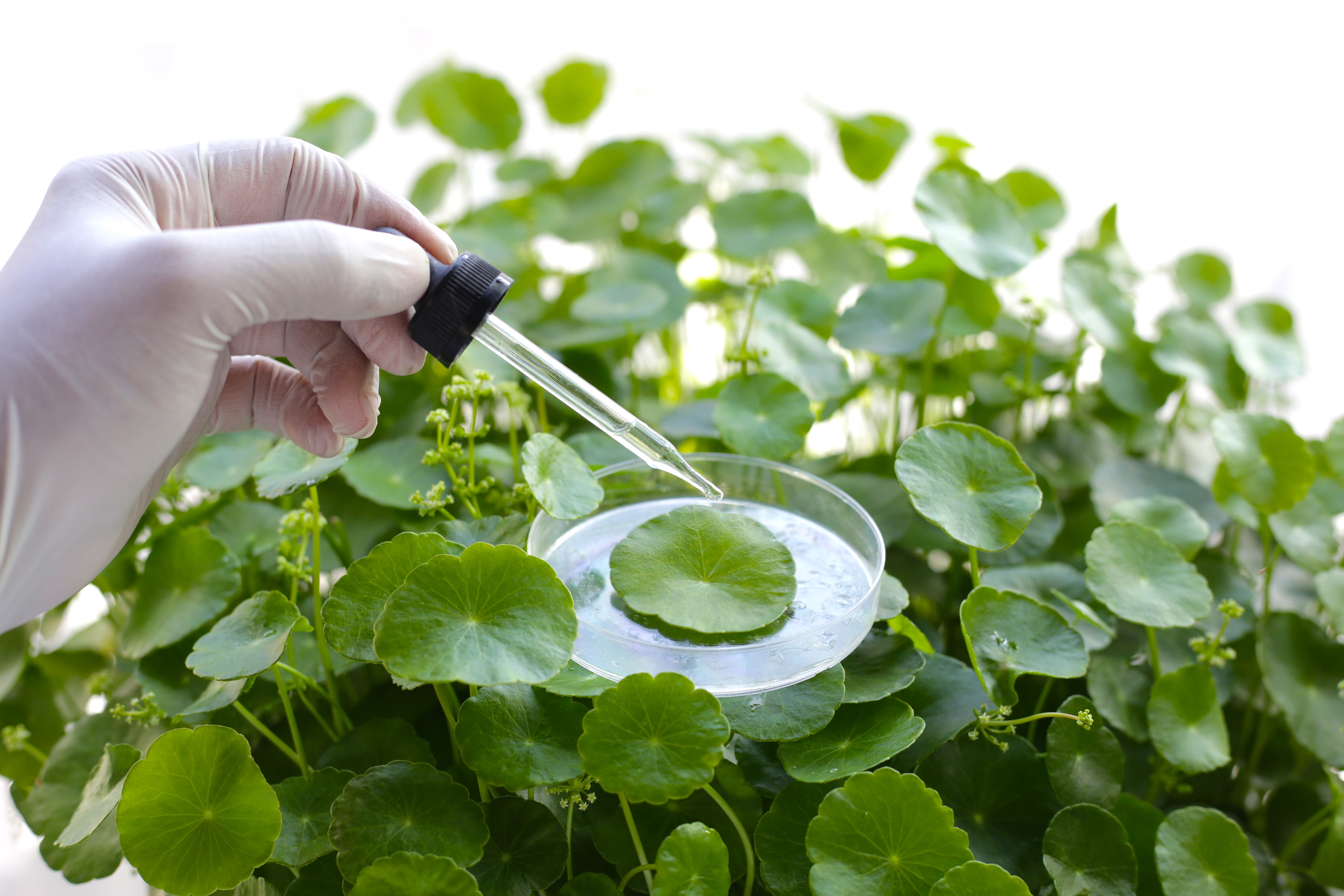 Centella asiatica extract with green leaves
