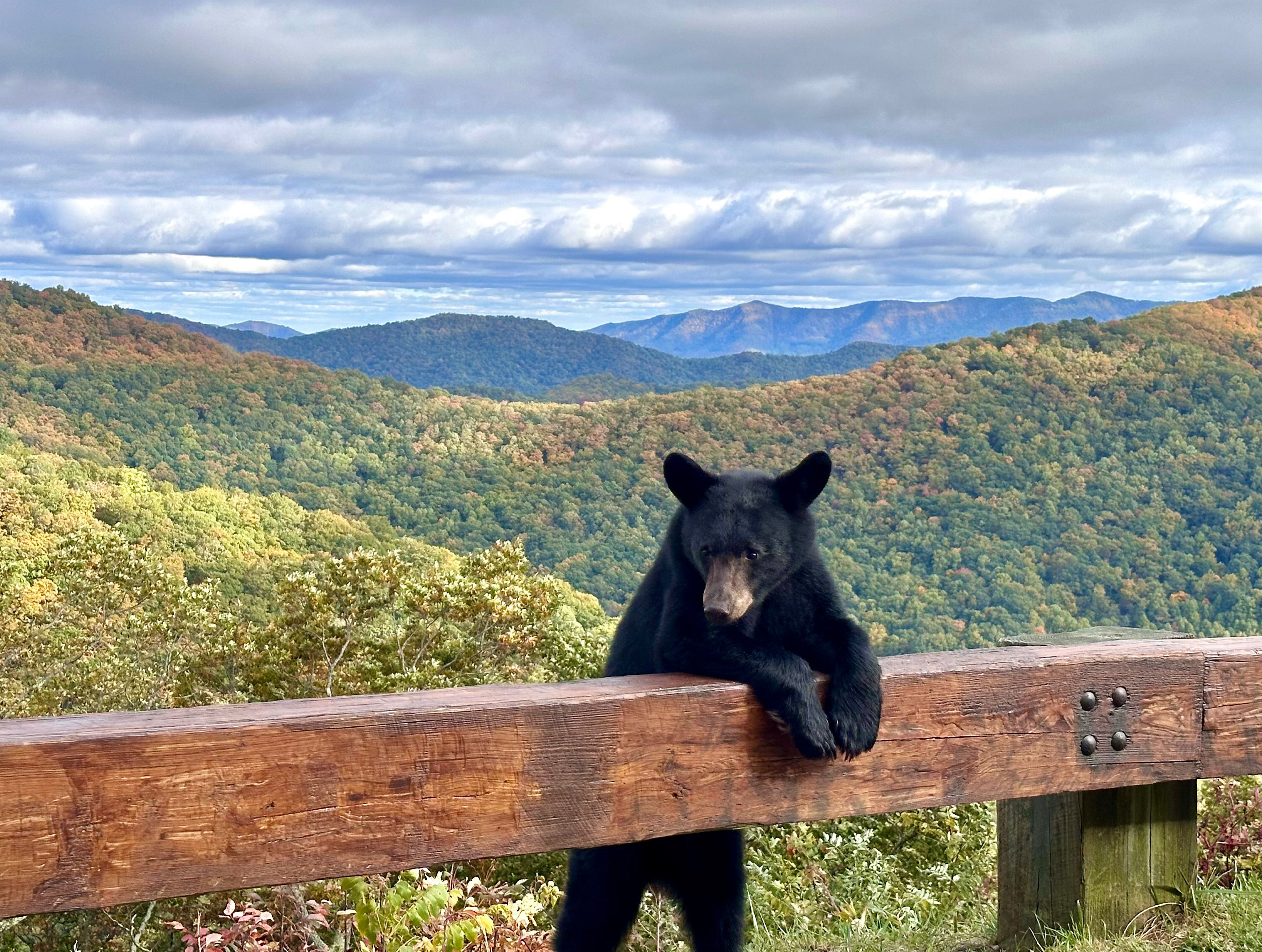 Black bear hanging around