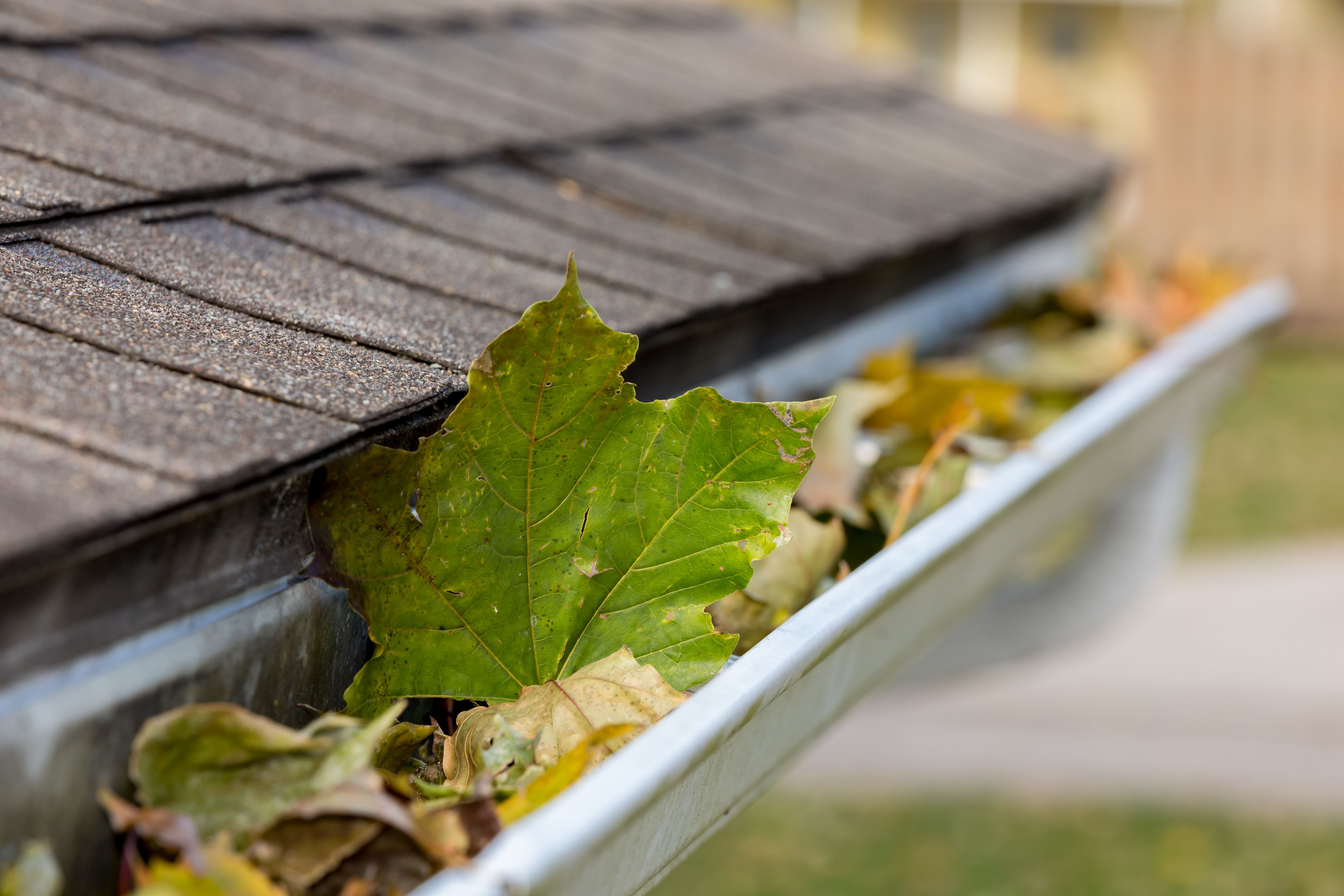 fall gutter cleaning