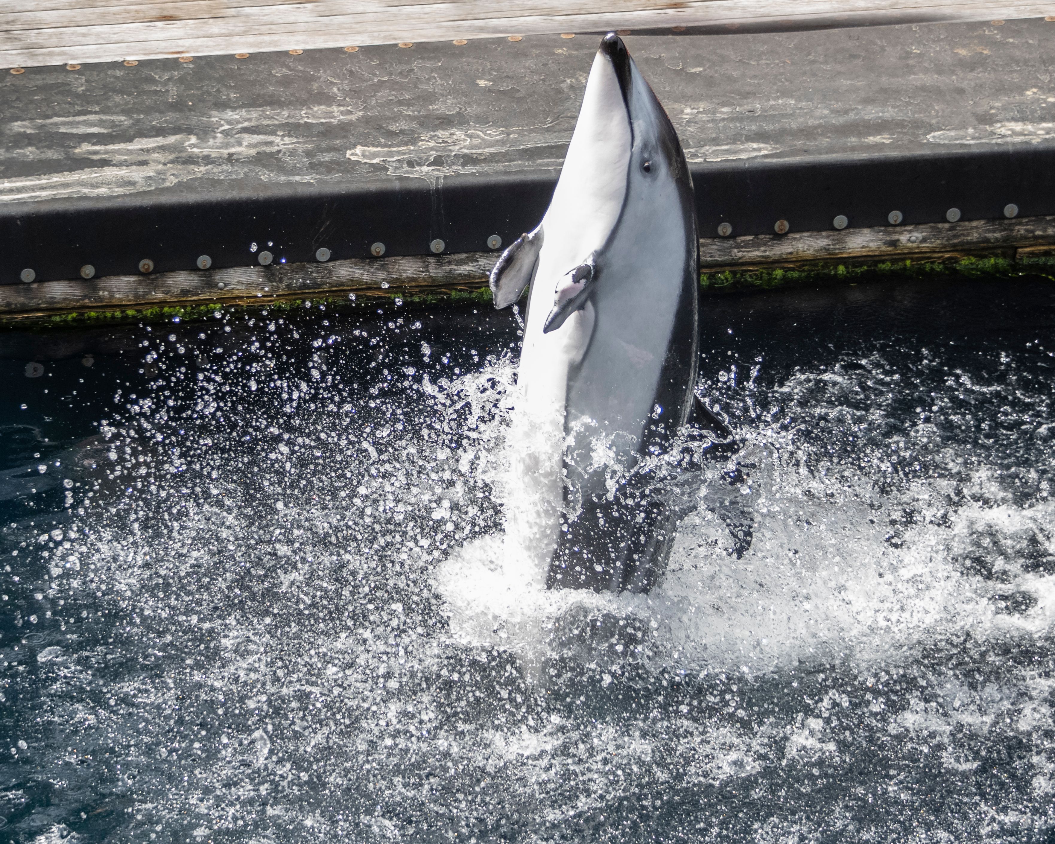 dolphin acrobatics