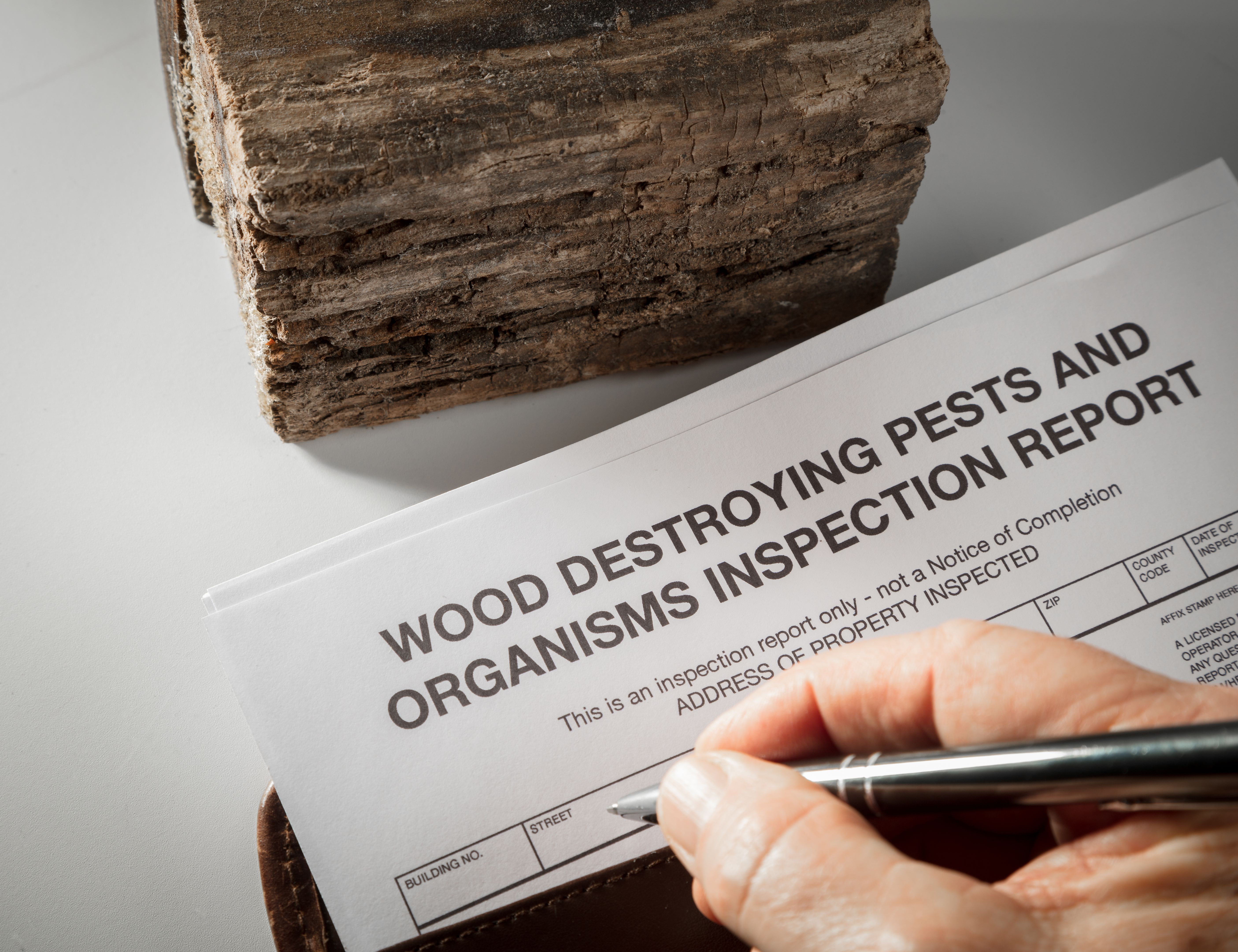 Pest inspection report with wood