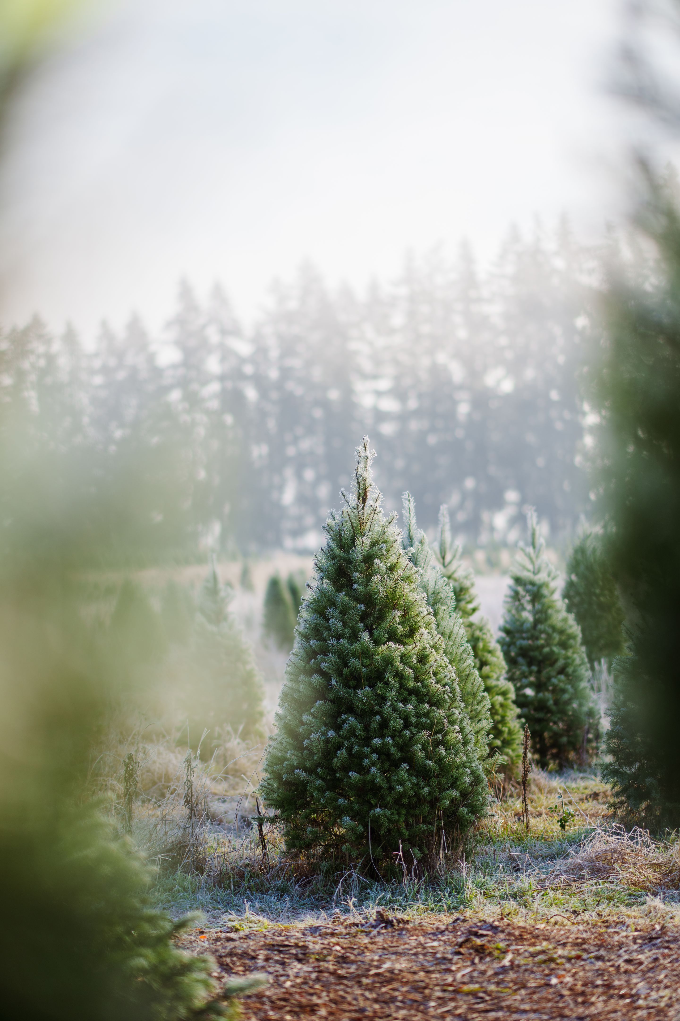 christmas tree farm