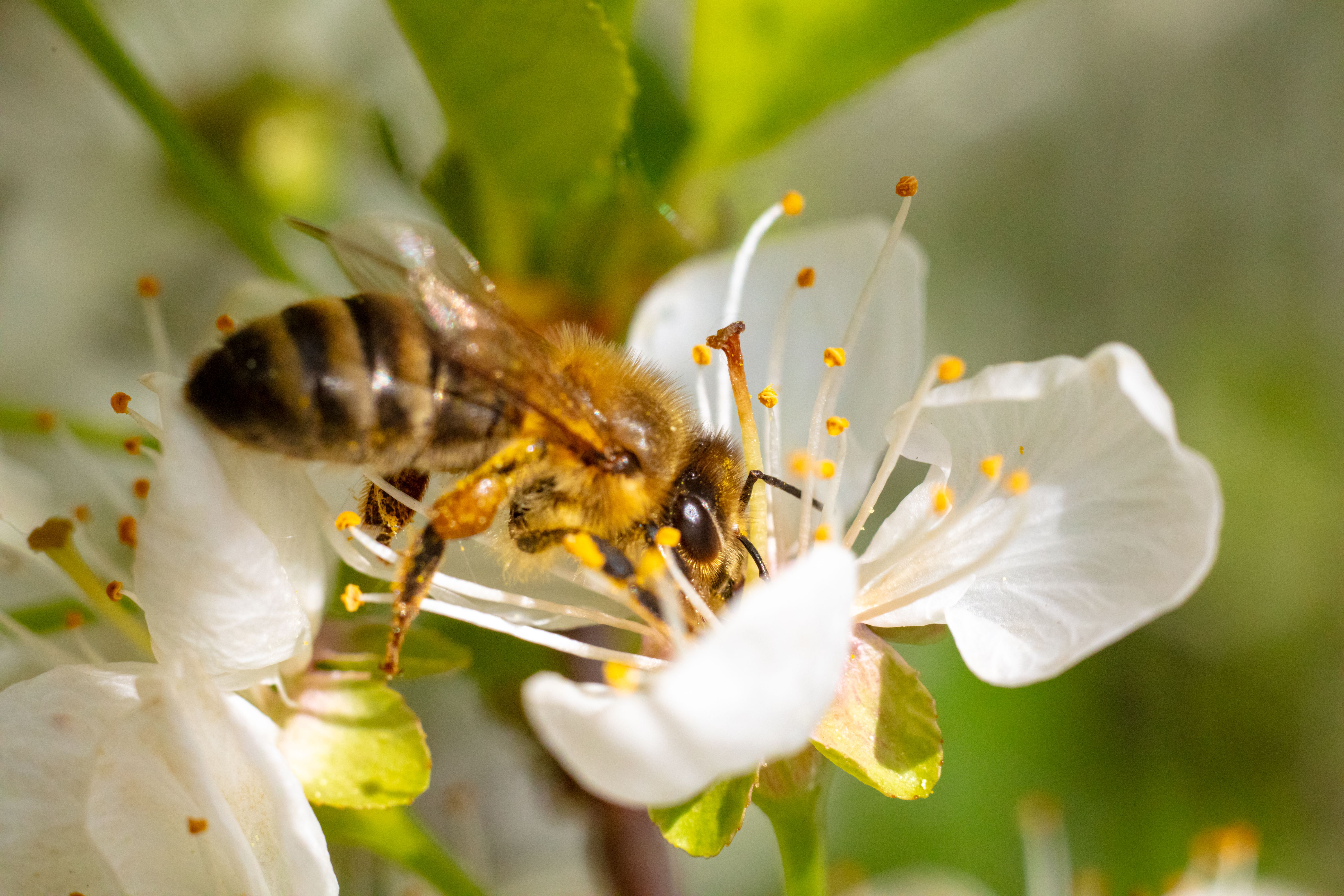 bee pollination