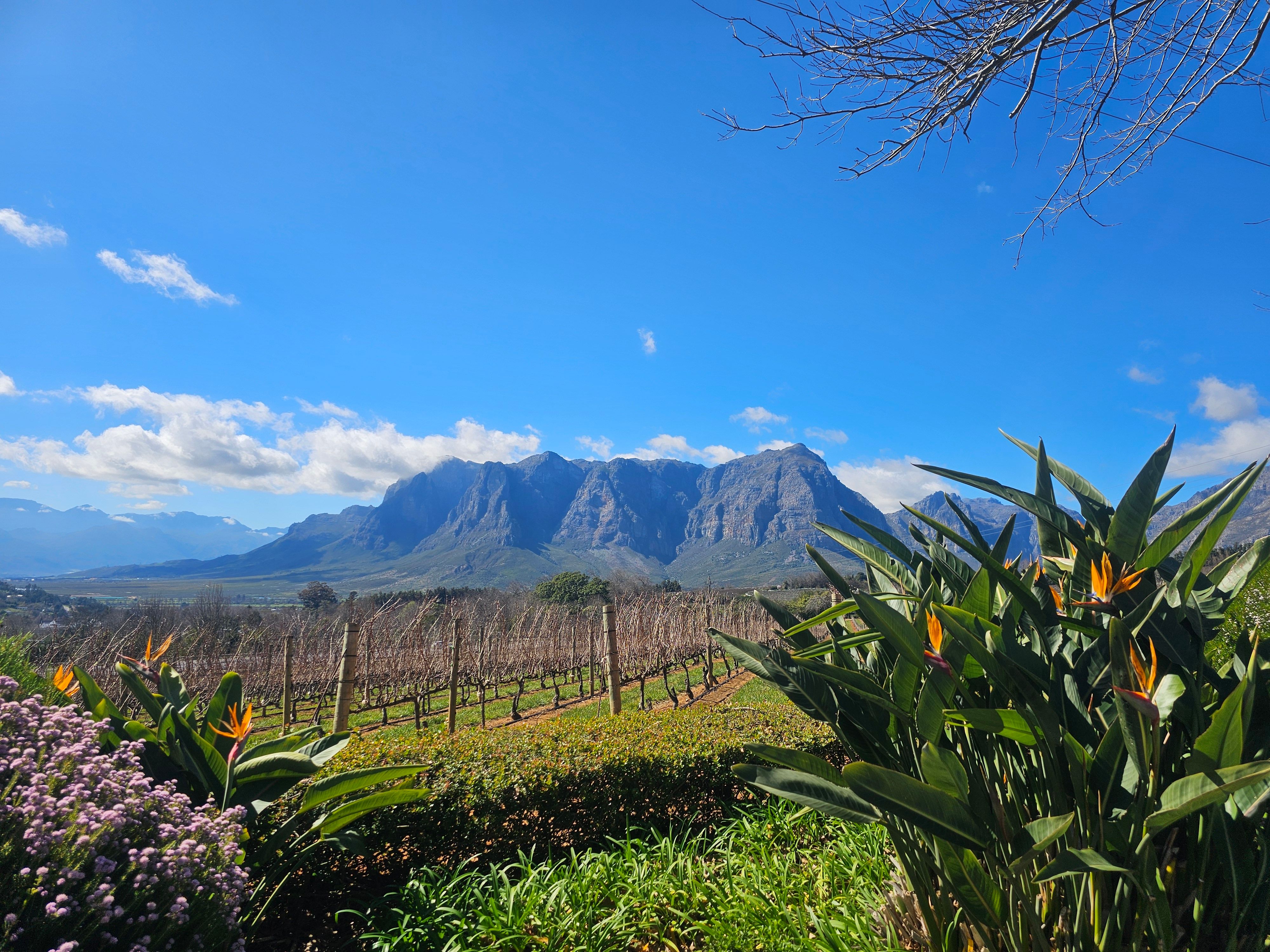 stellenbosch vineyards