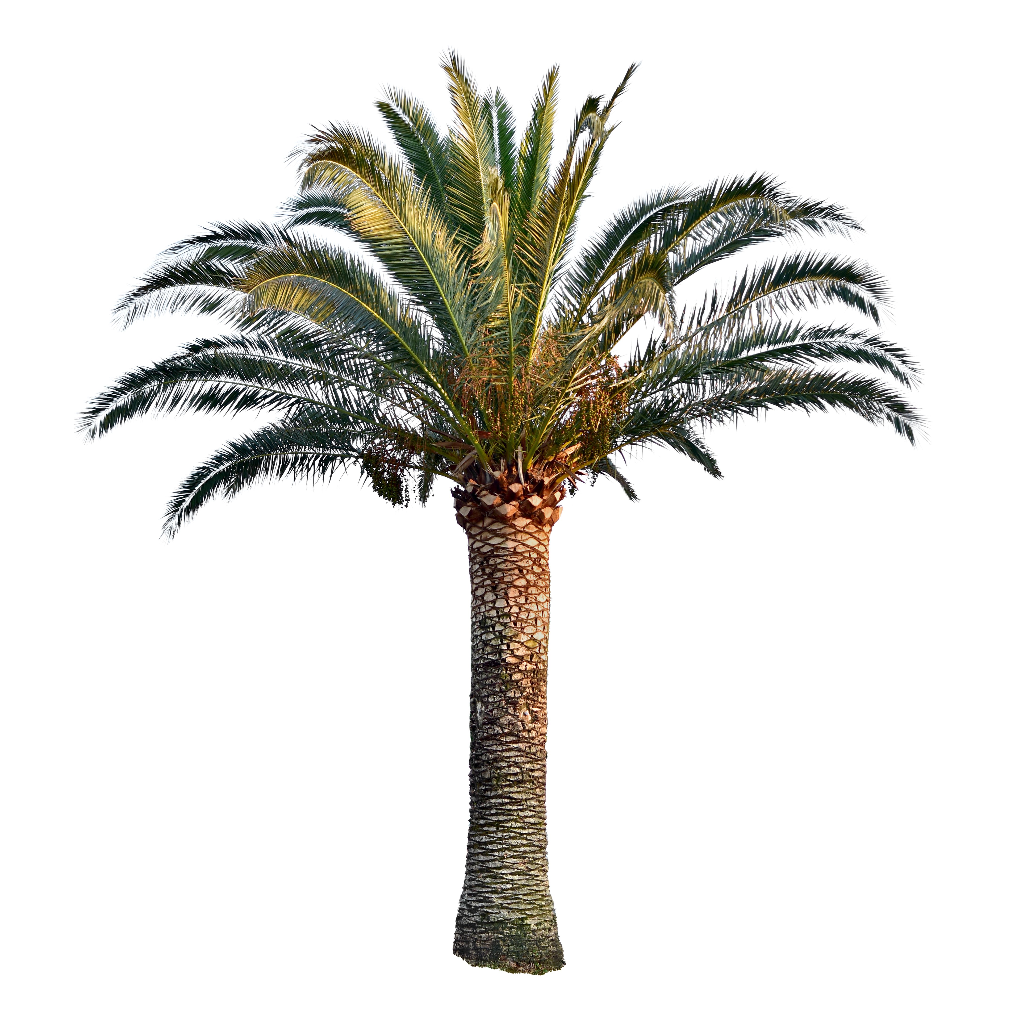 herbs south carolina