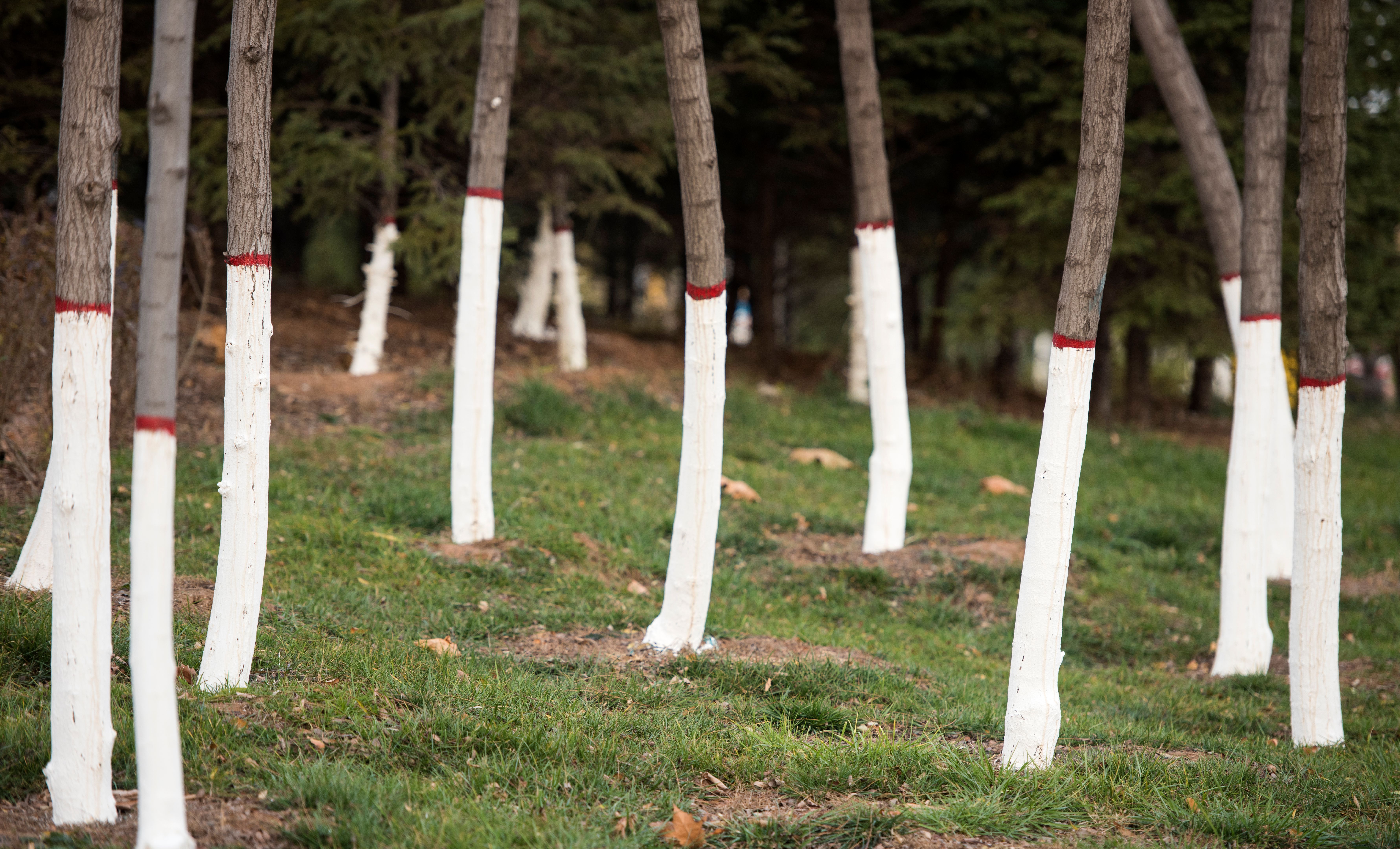 tree winter protection