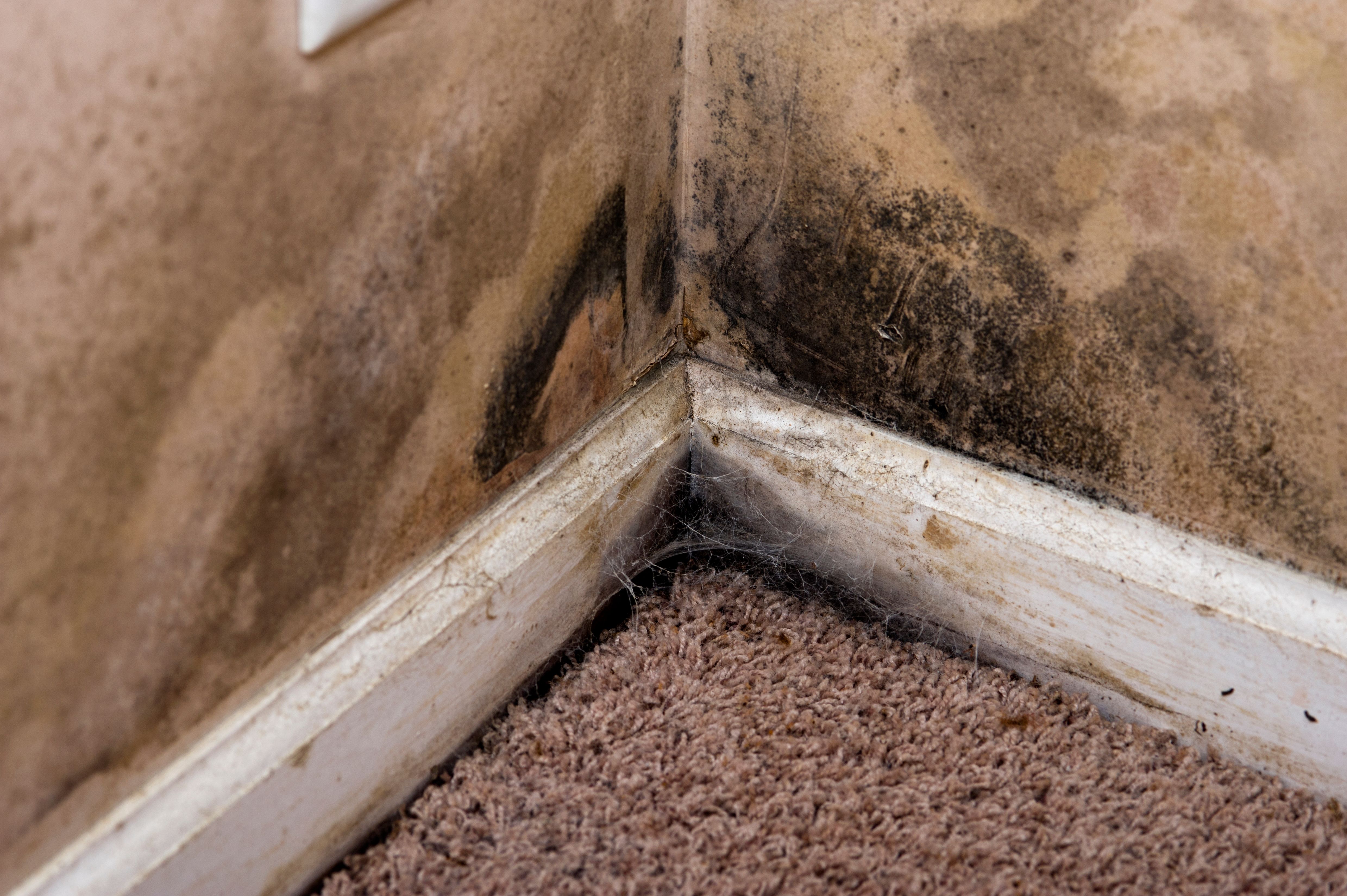 mold on wall
