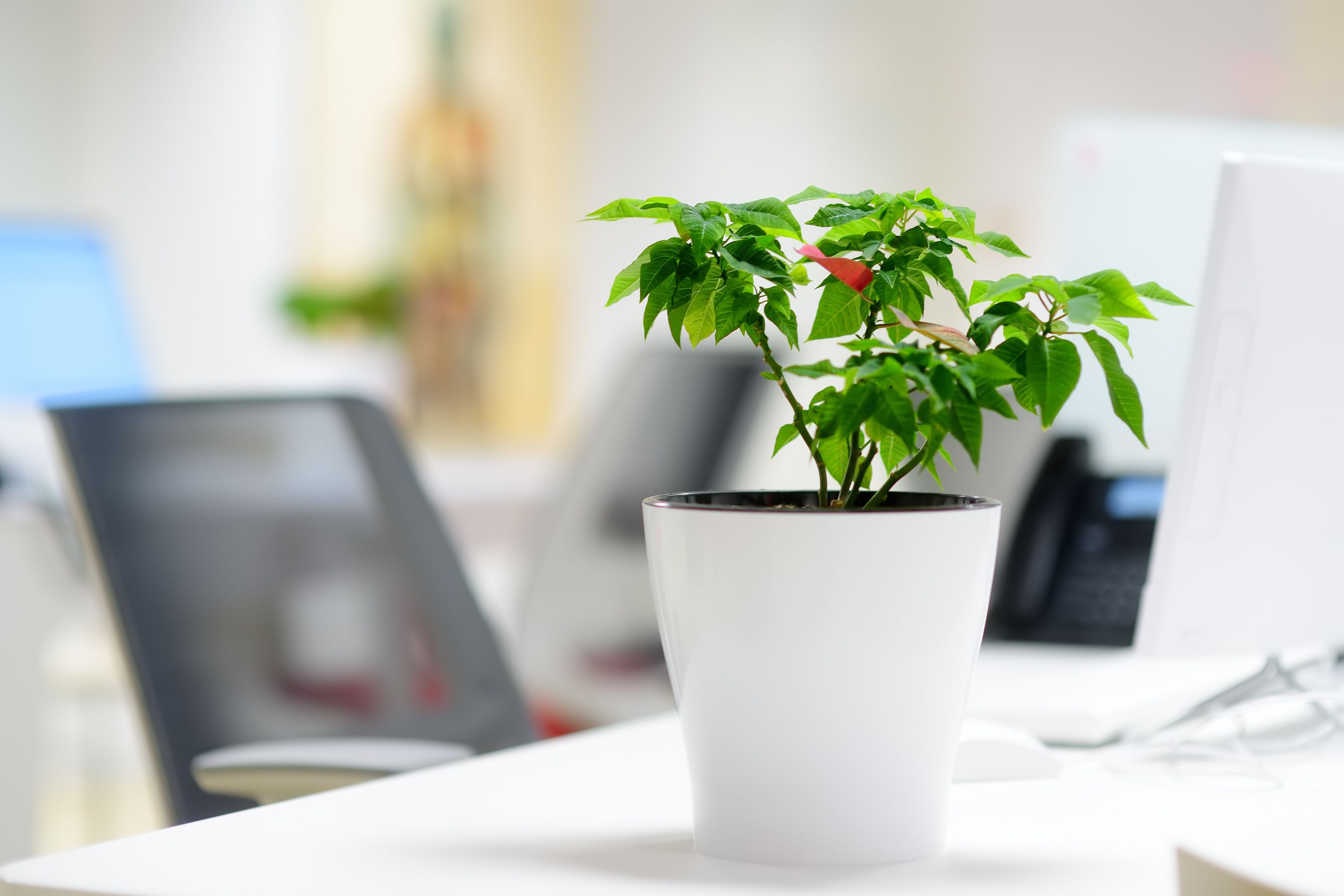 office plants care