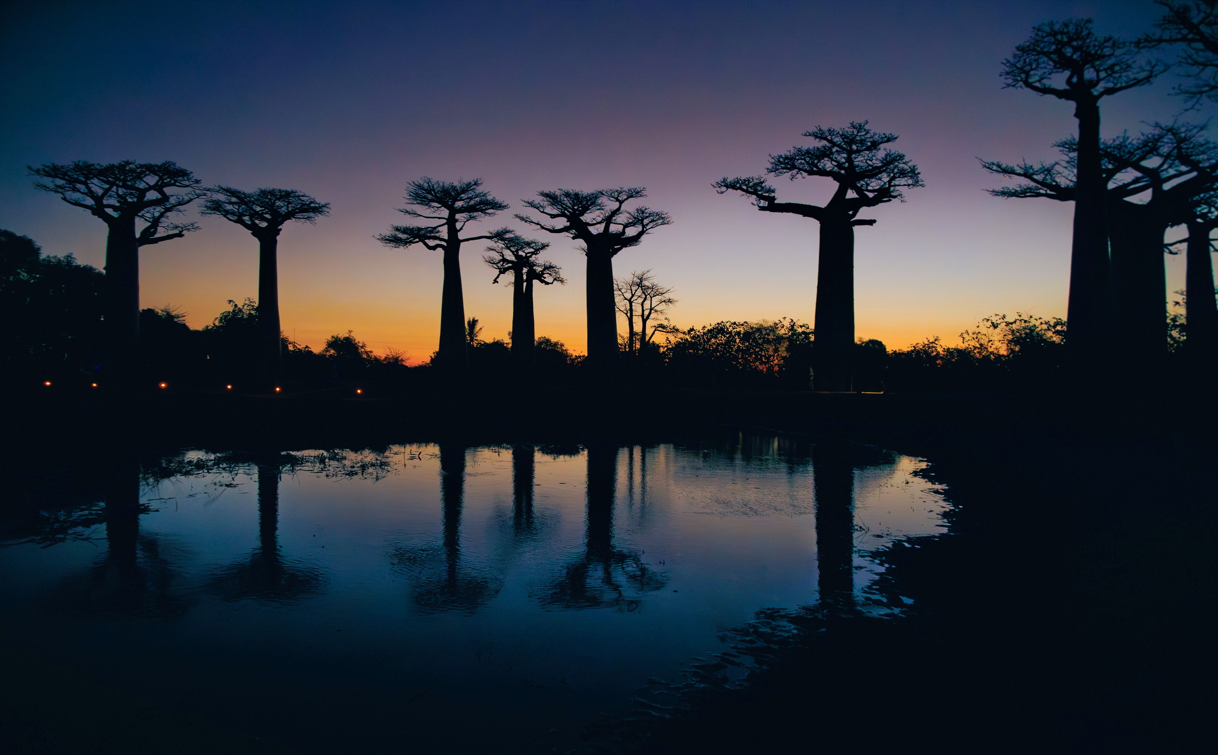 baobab trees