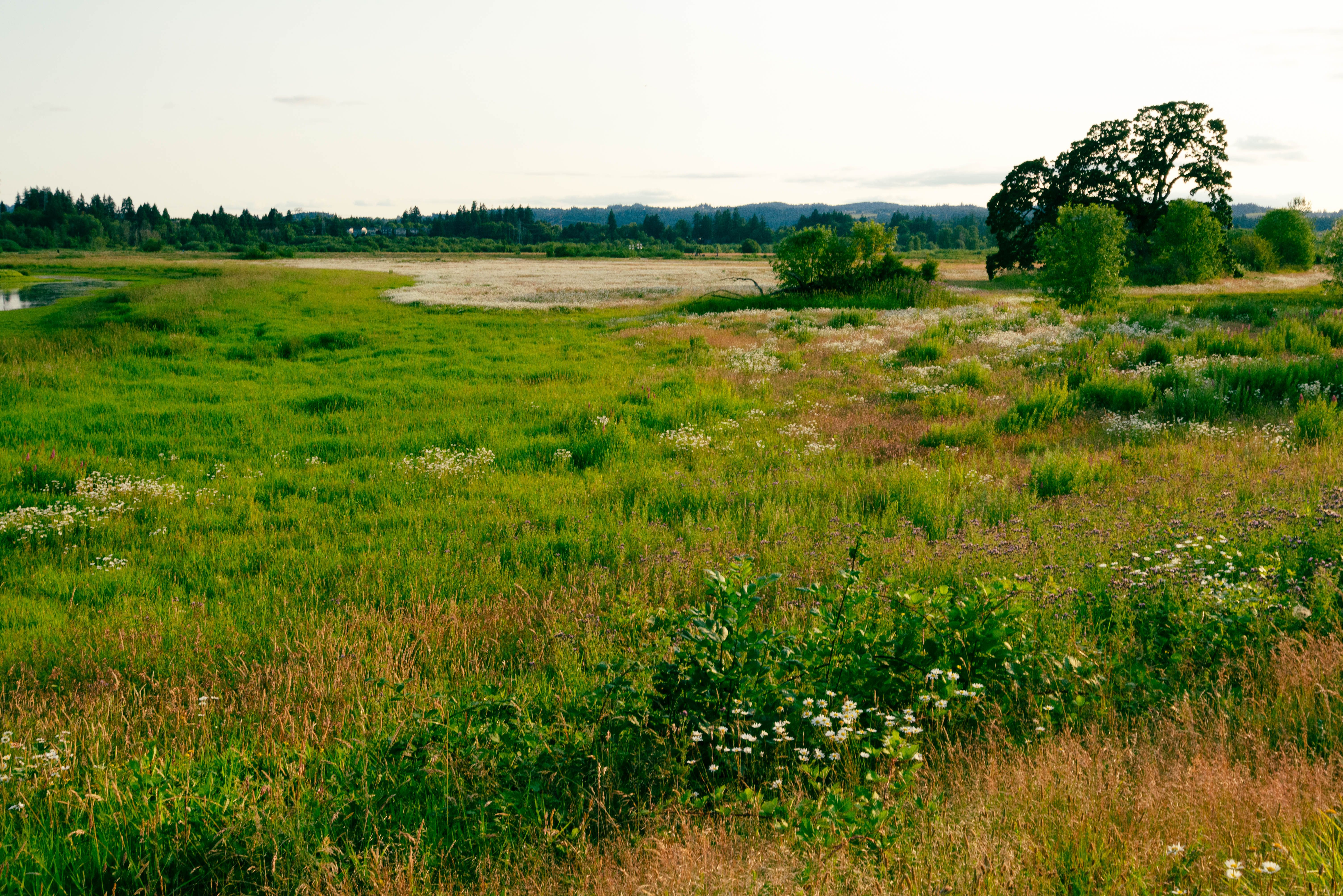 oregon native plants