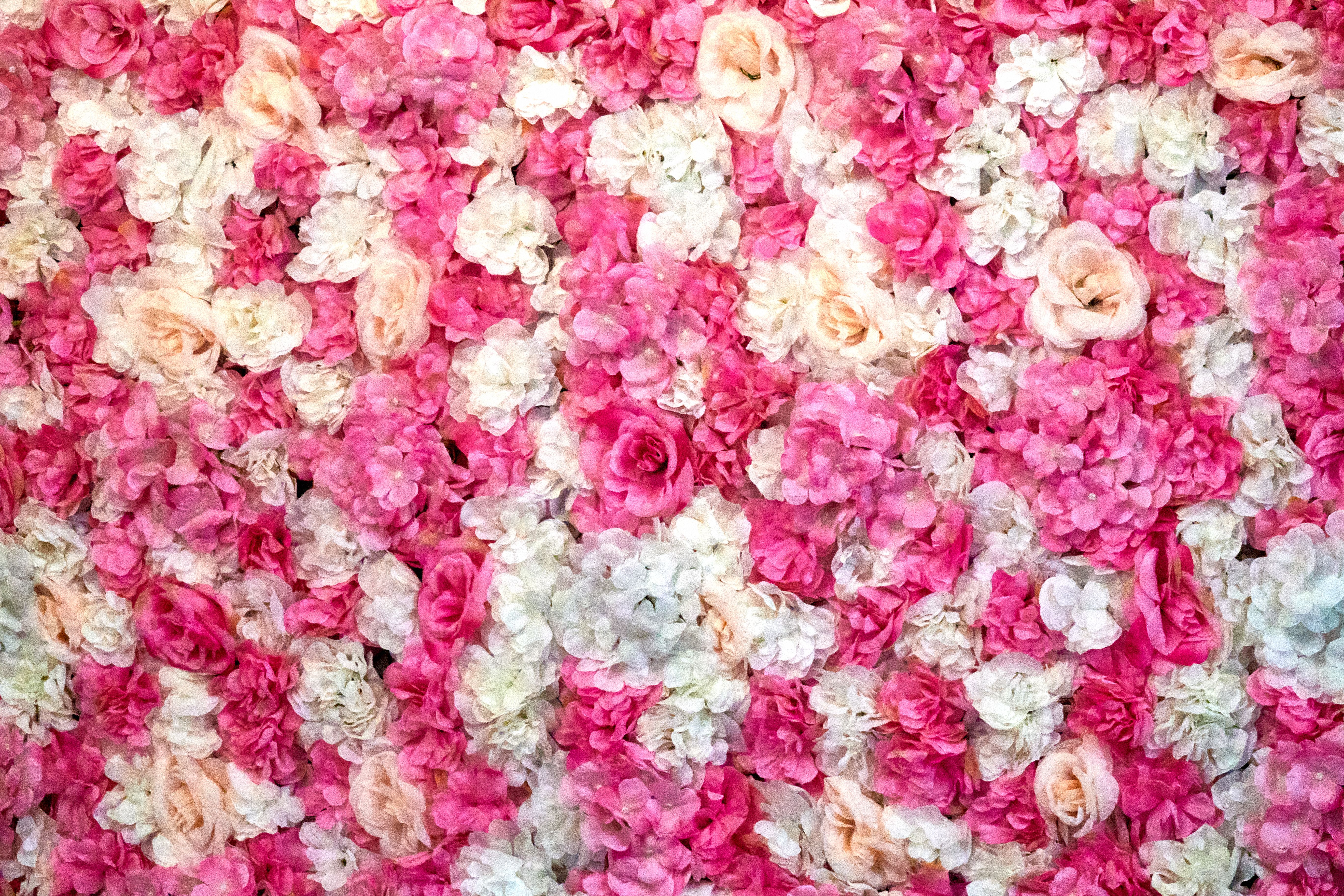 Red pink white roses bouquet, tightly pressed