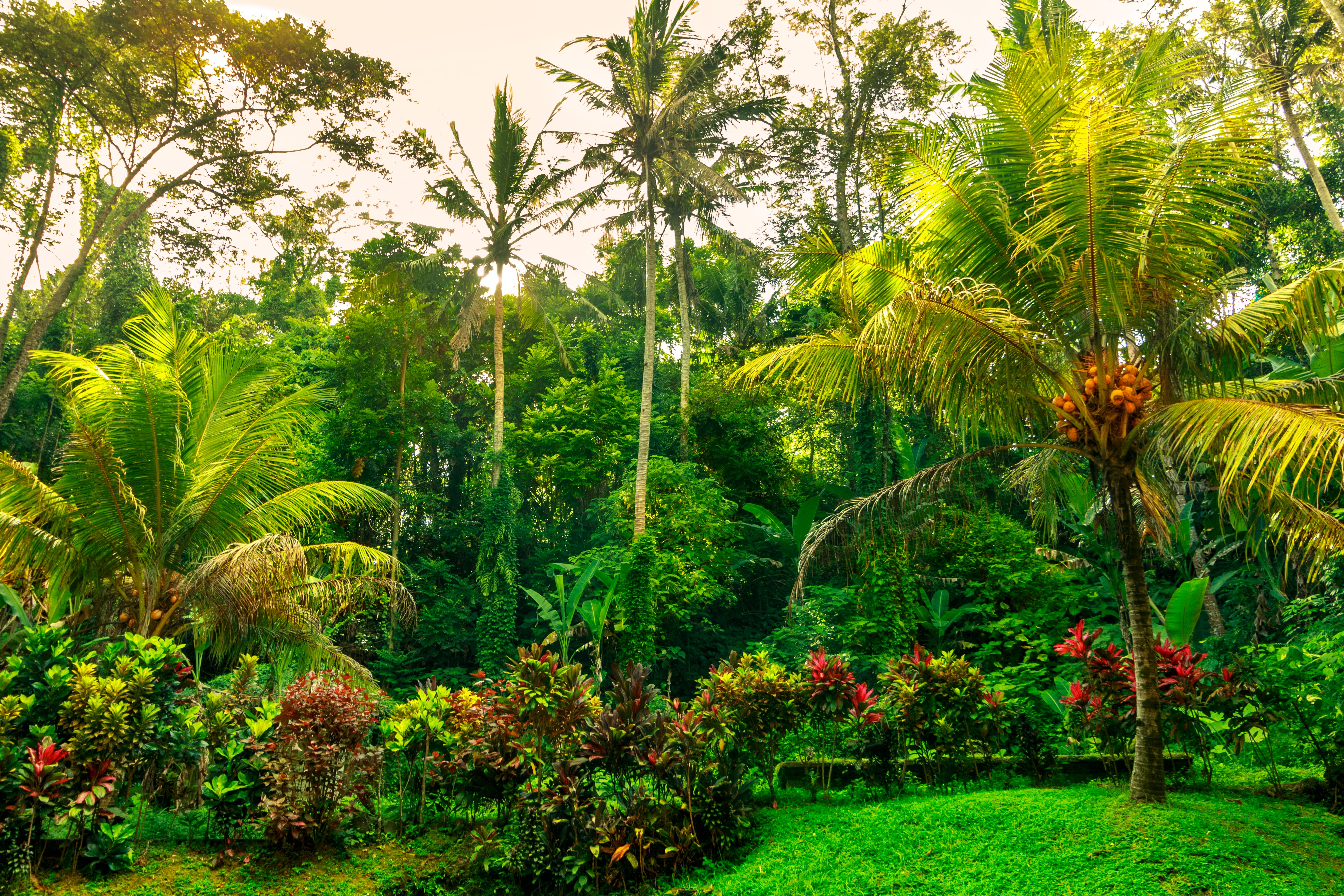 tropical garden
