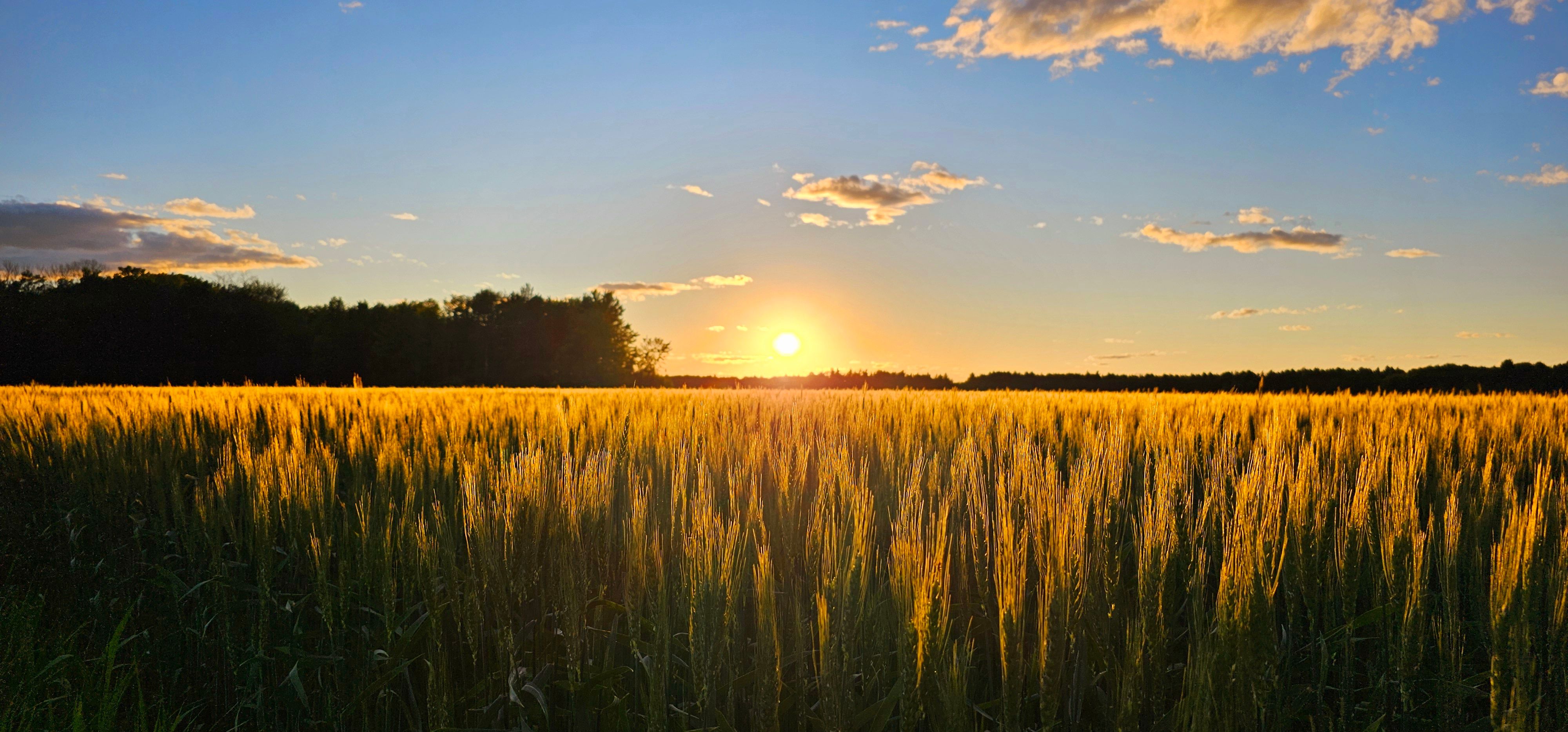 canadian wheat fields