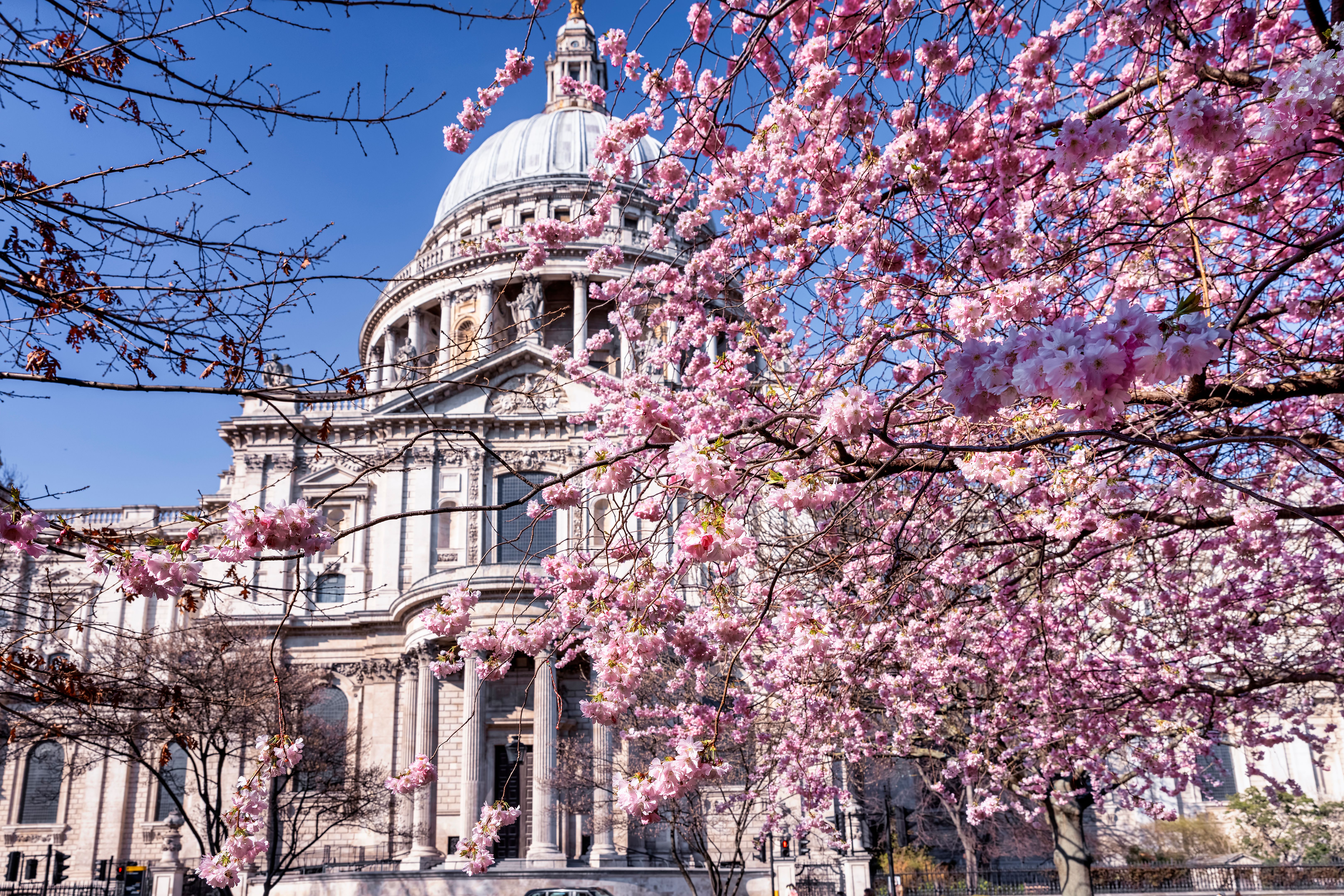 cherry blossoms london