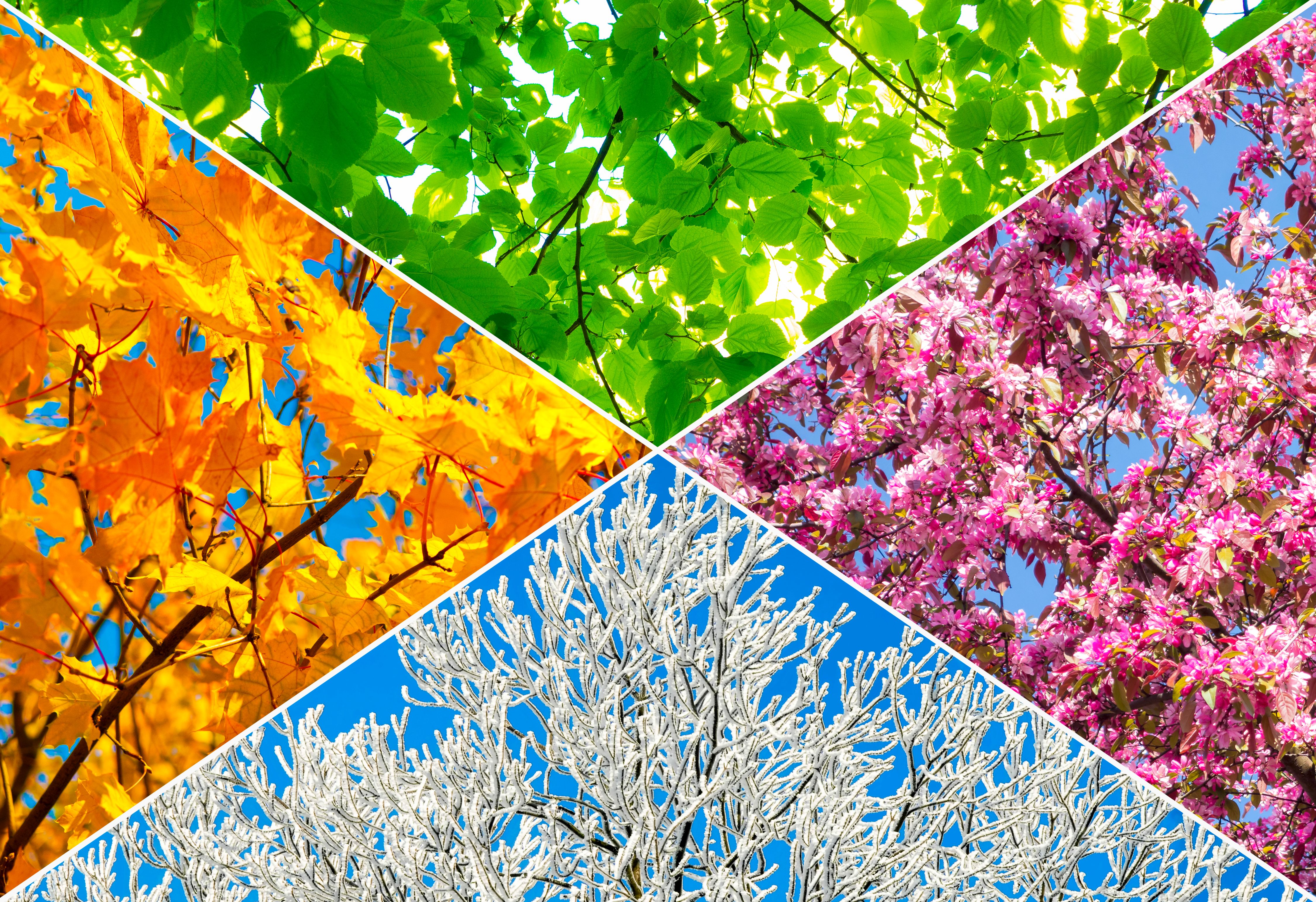 pet seasonal changes