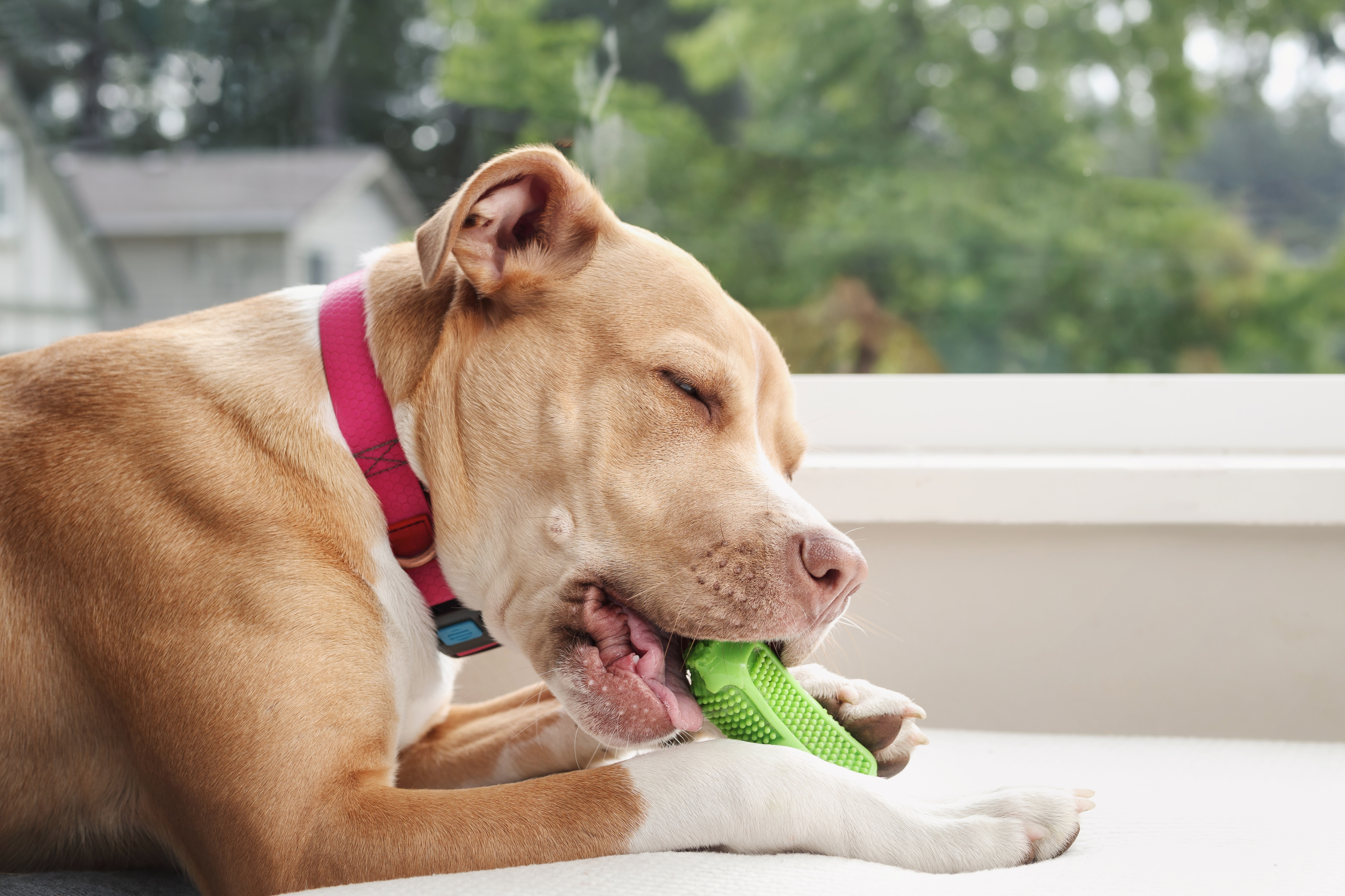 Happy dog with chew toy on sofa chair.