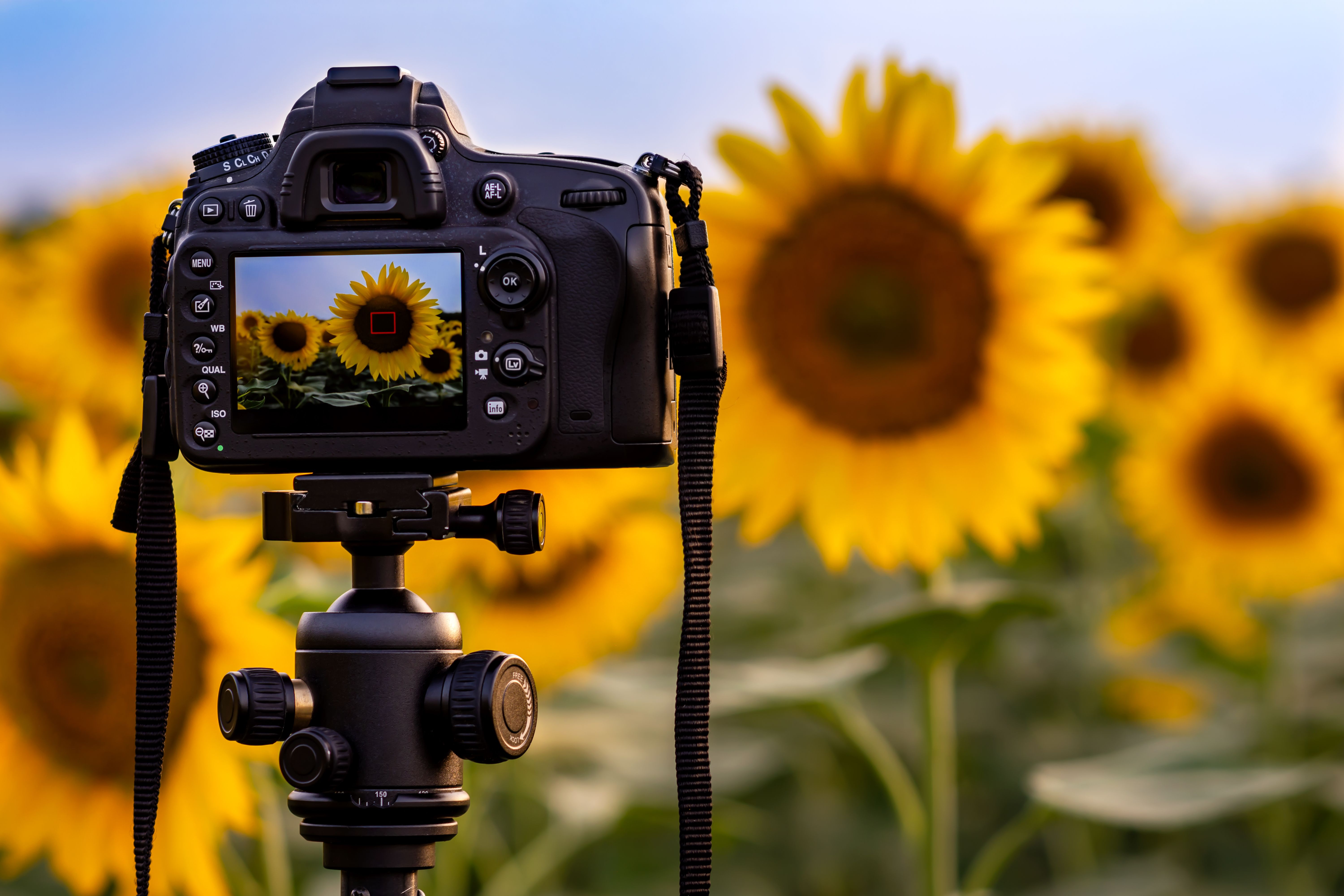 camera landscape