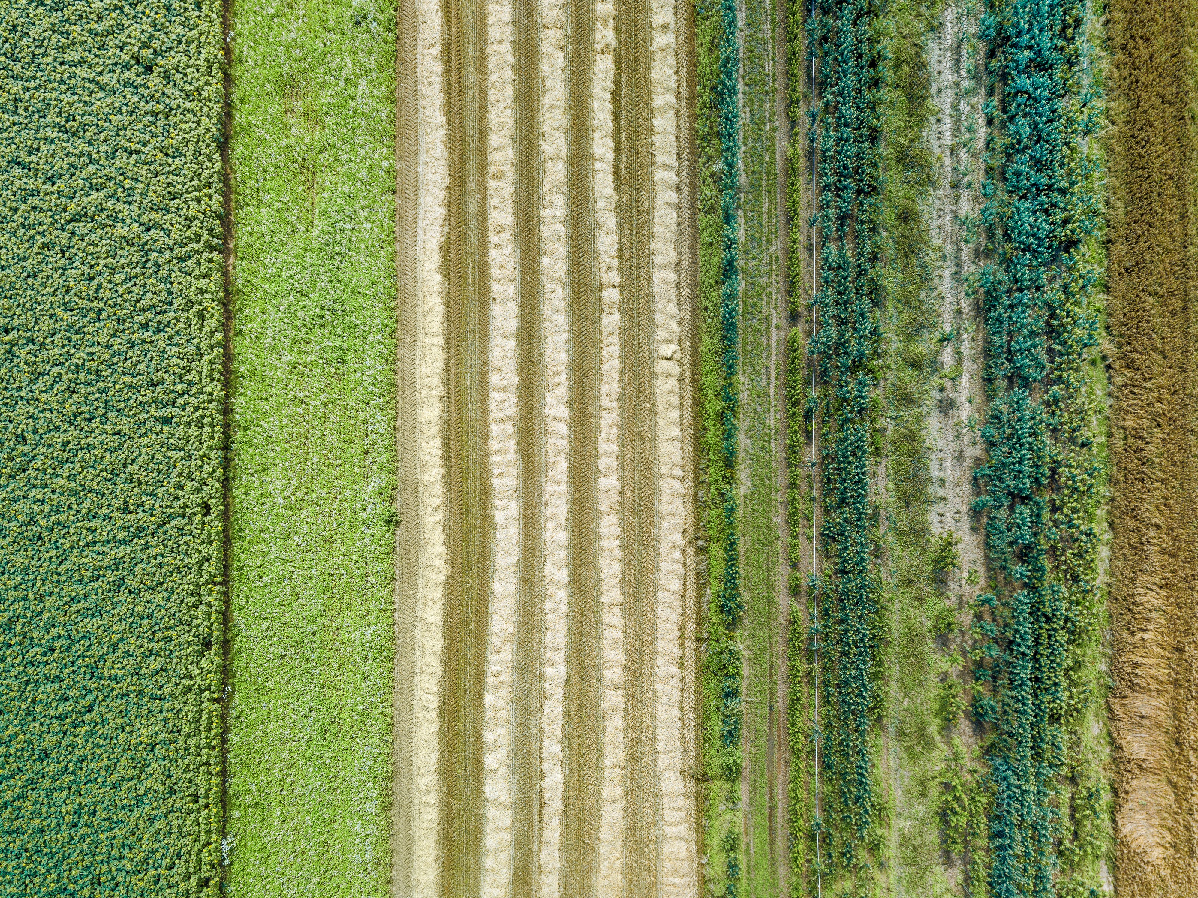 permaculture farm