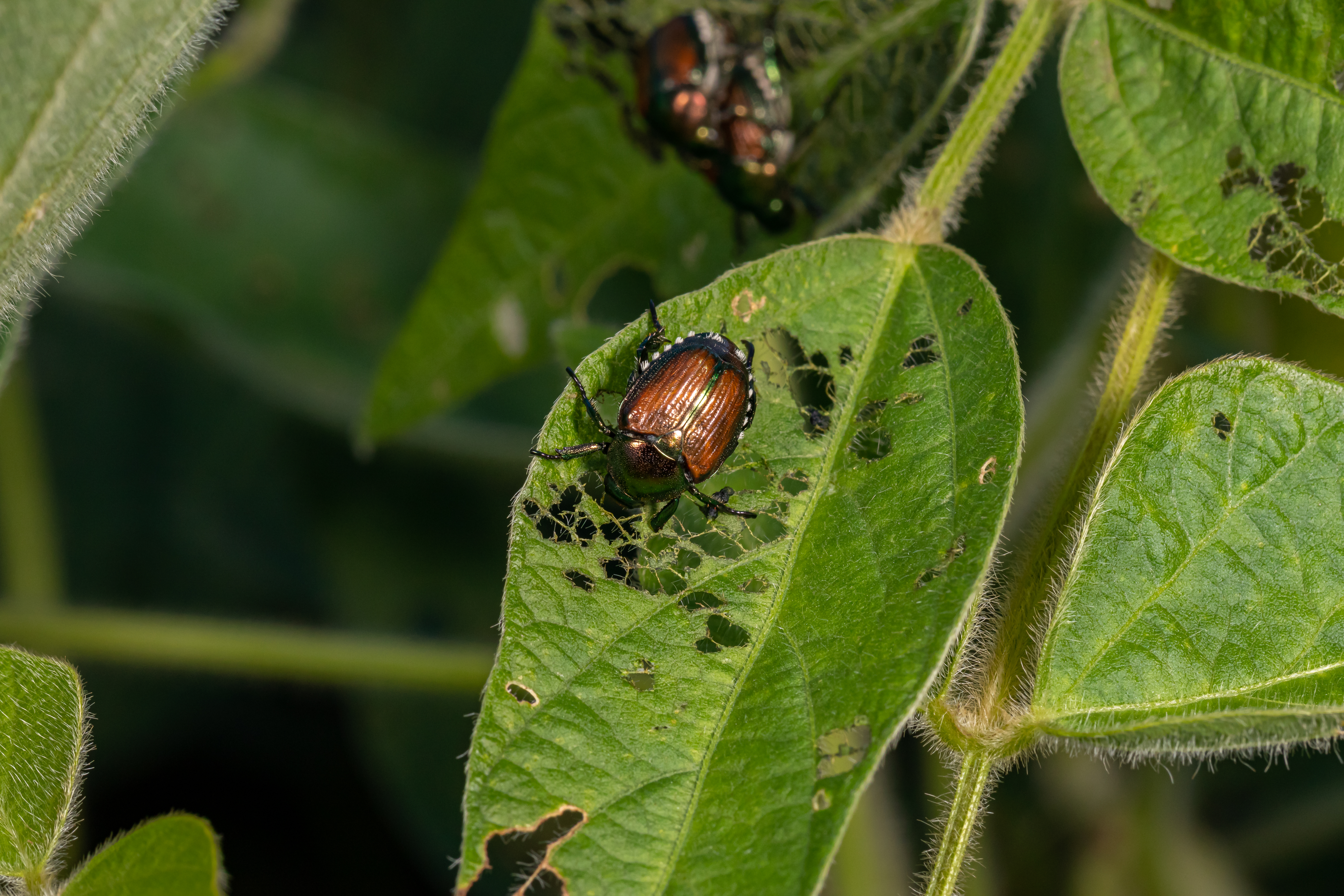 Japanese beetle eating leaf of soybean plant. Agriculture insects, pest control and crop damage concept.