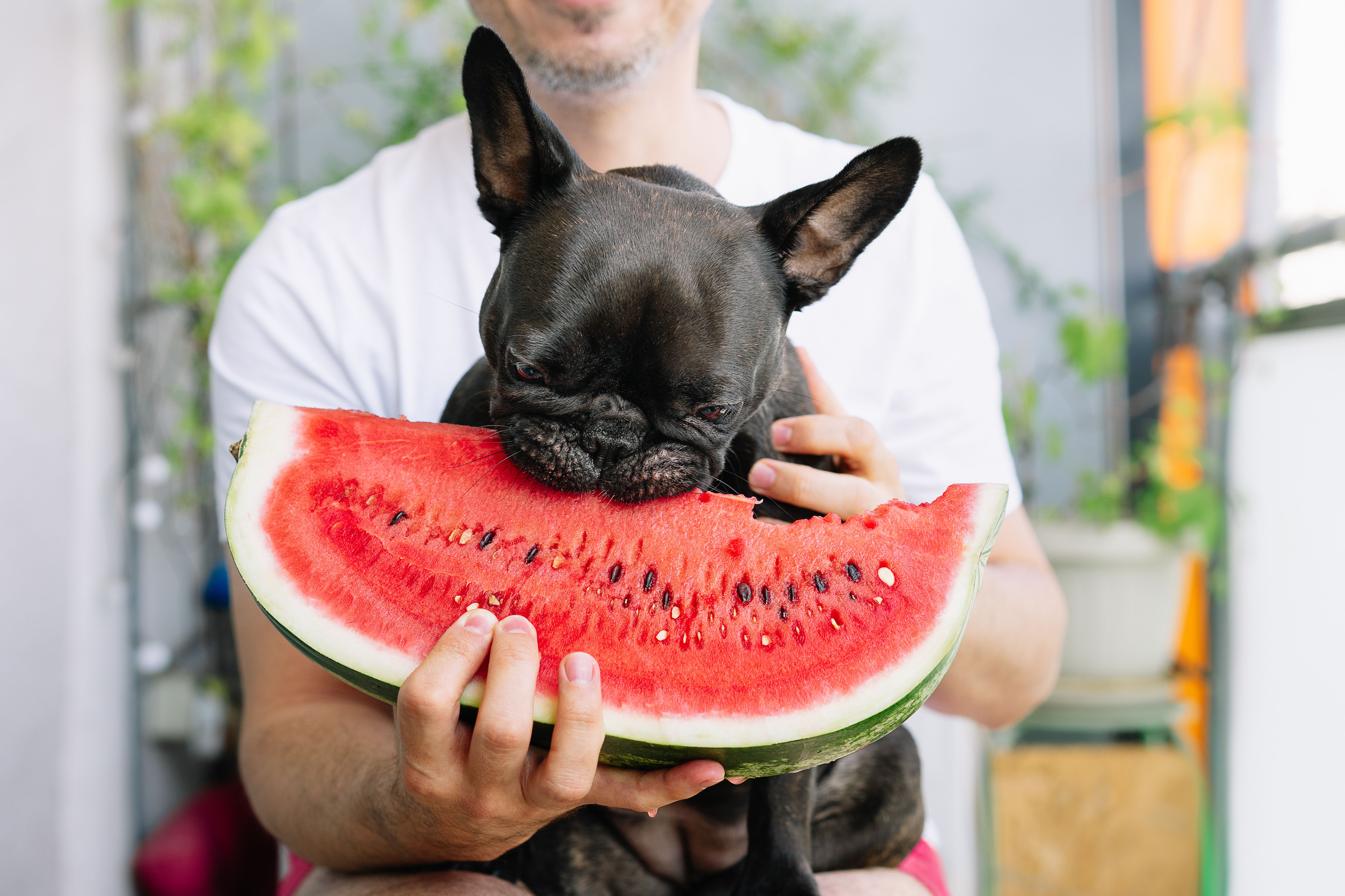 Midsection Of Man With French Bulldog Eating Icecream Midsection Of Man With French Bulldog Eating Icecream