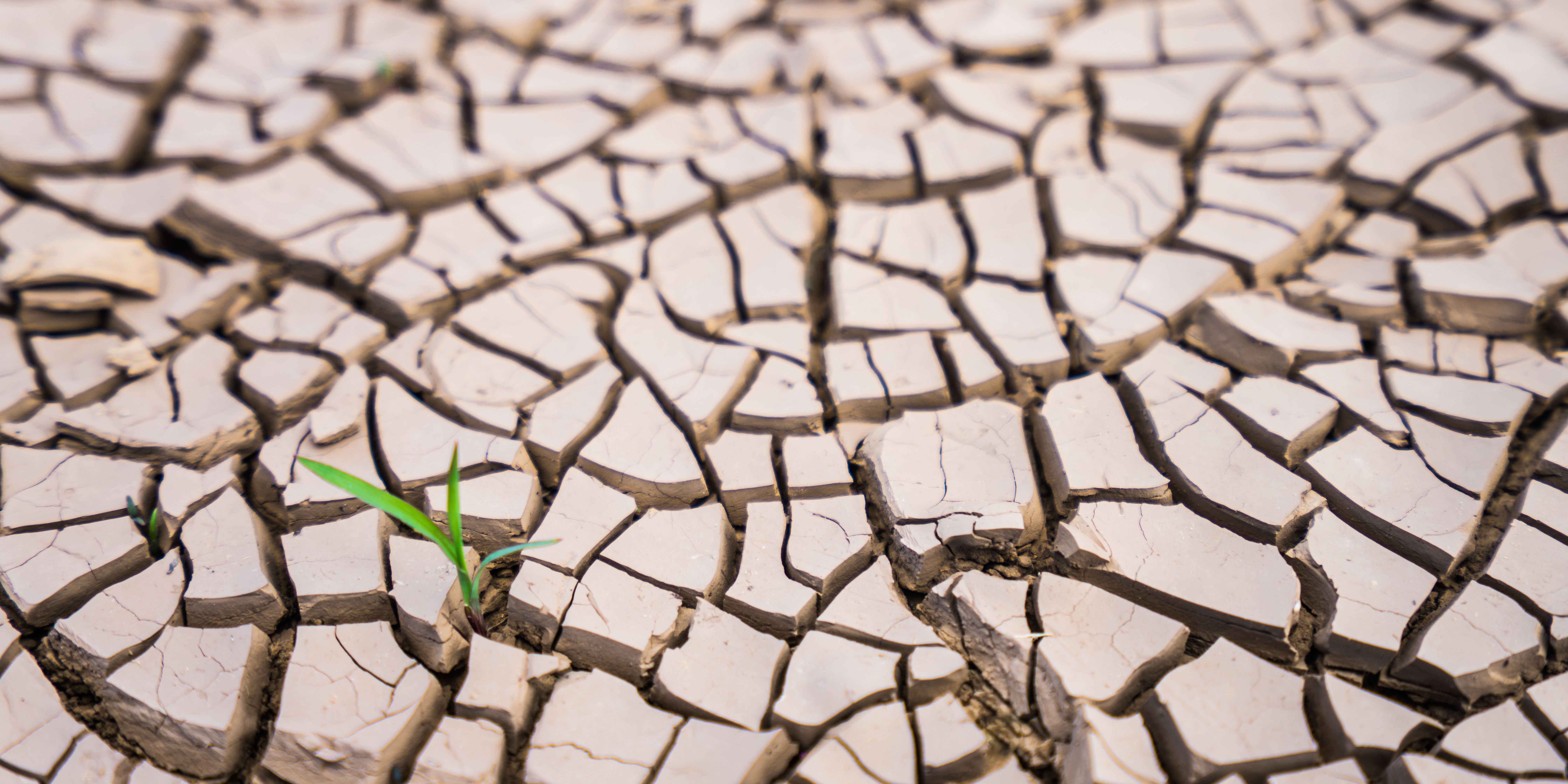 Fresh green sprouts grow on dry and cracked soil