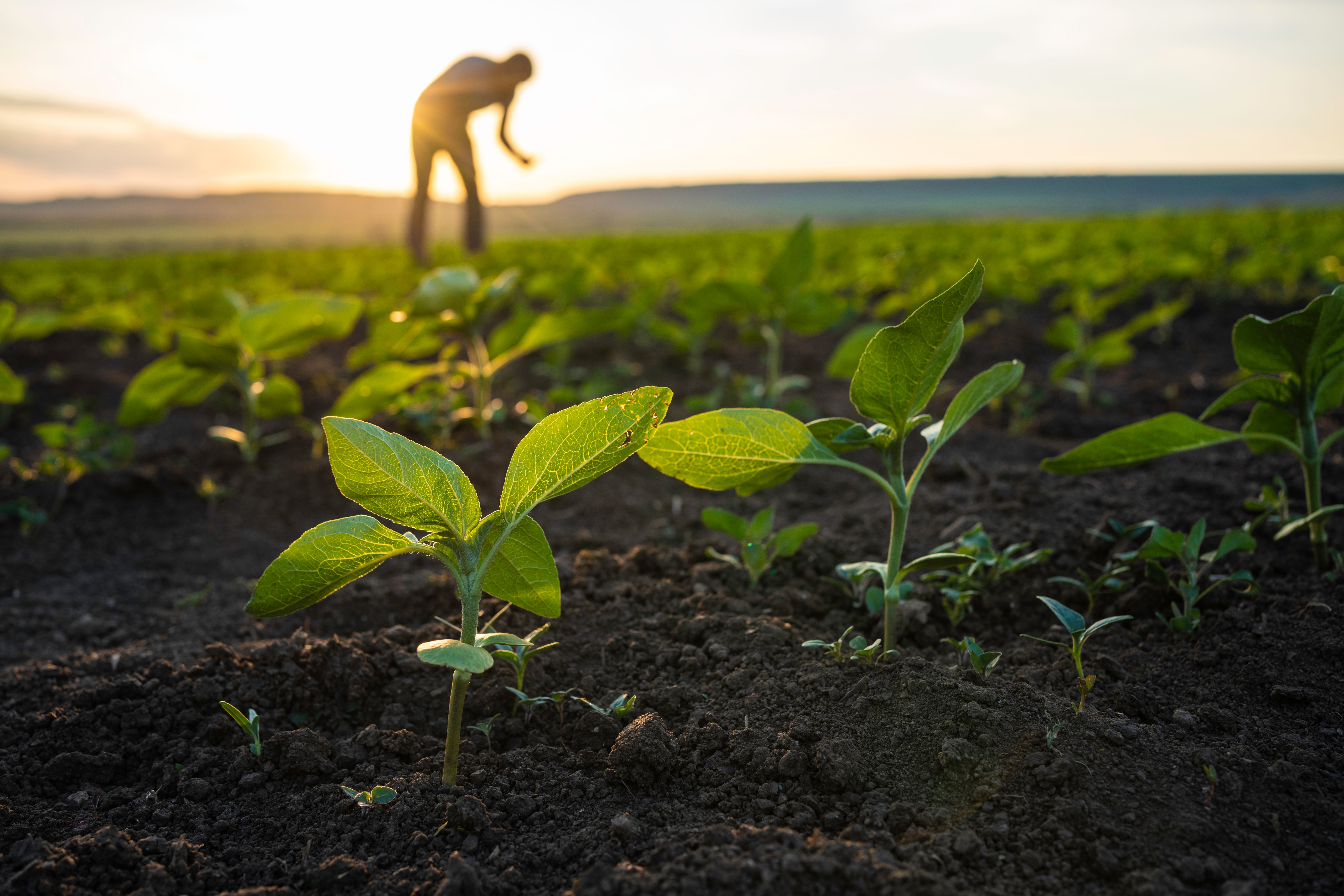 sustainable farming
