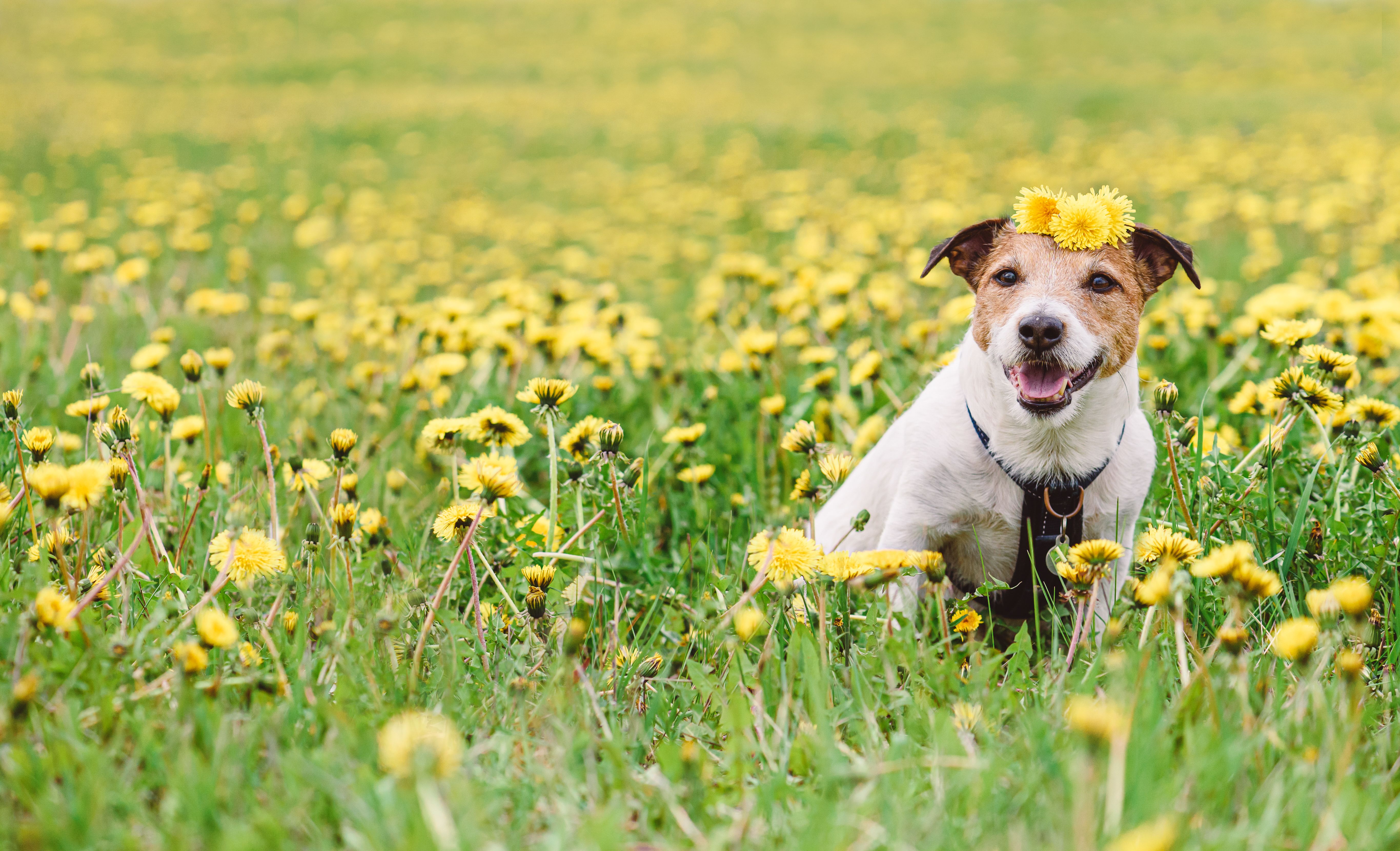 pet care seasons