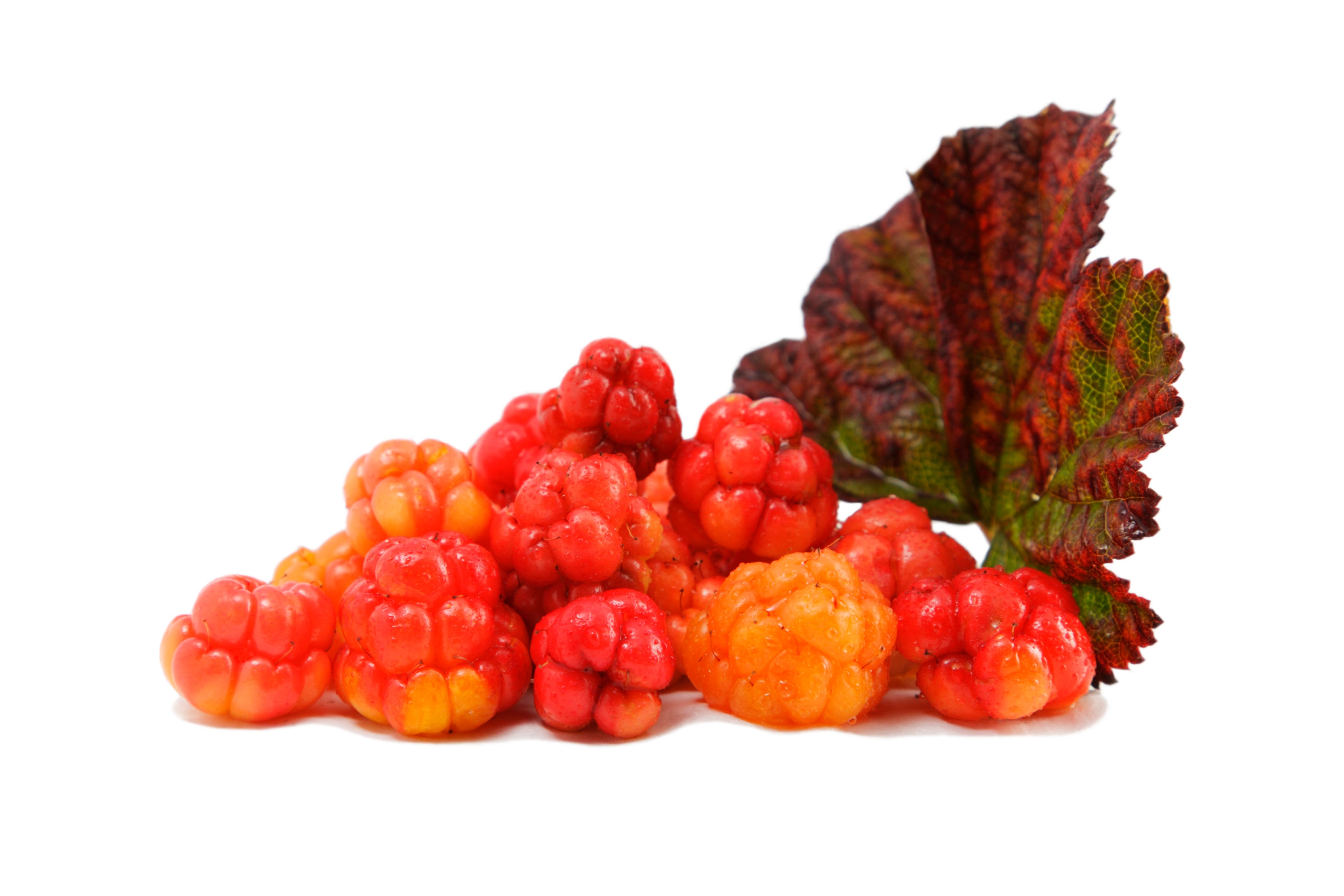 arctic berries