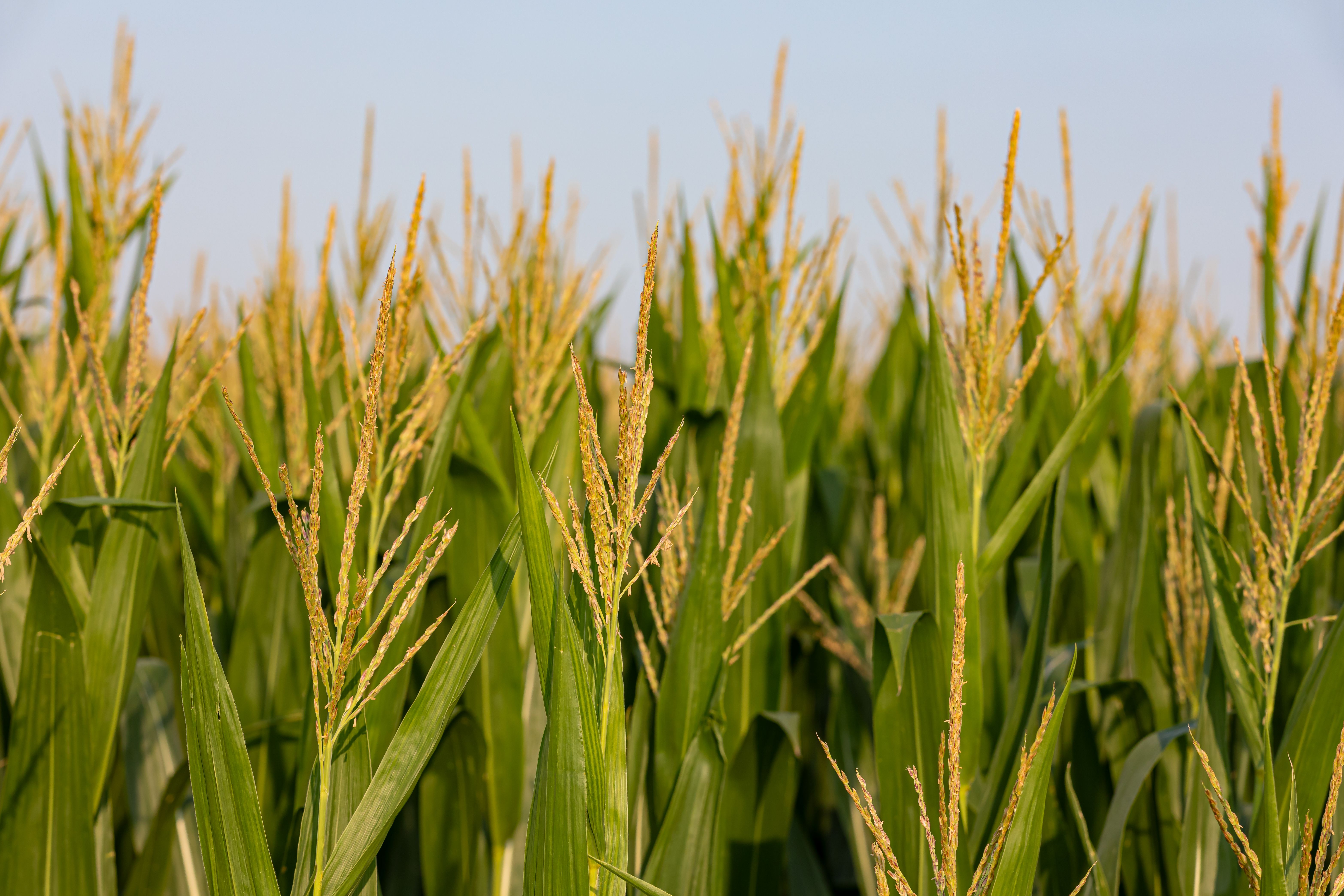 crop yield