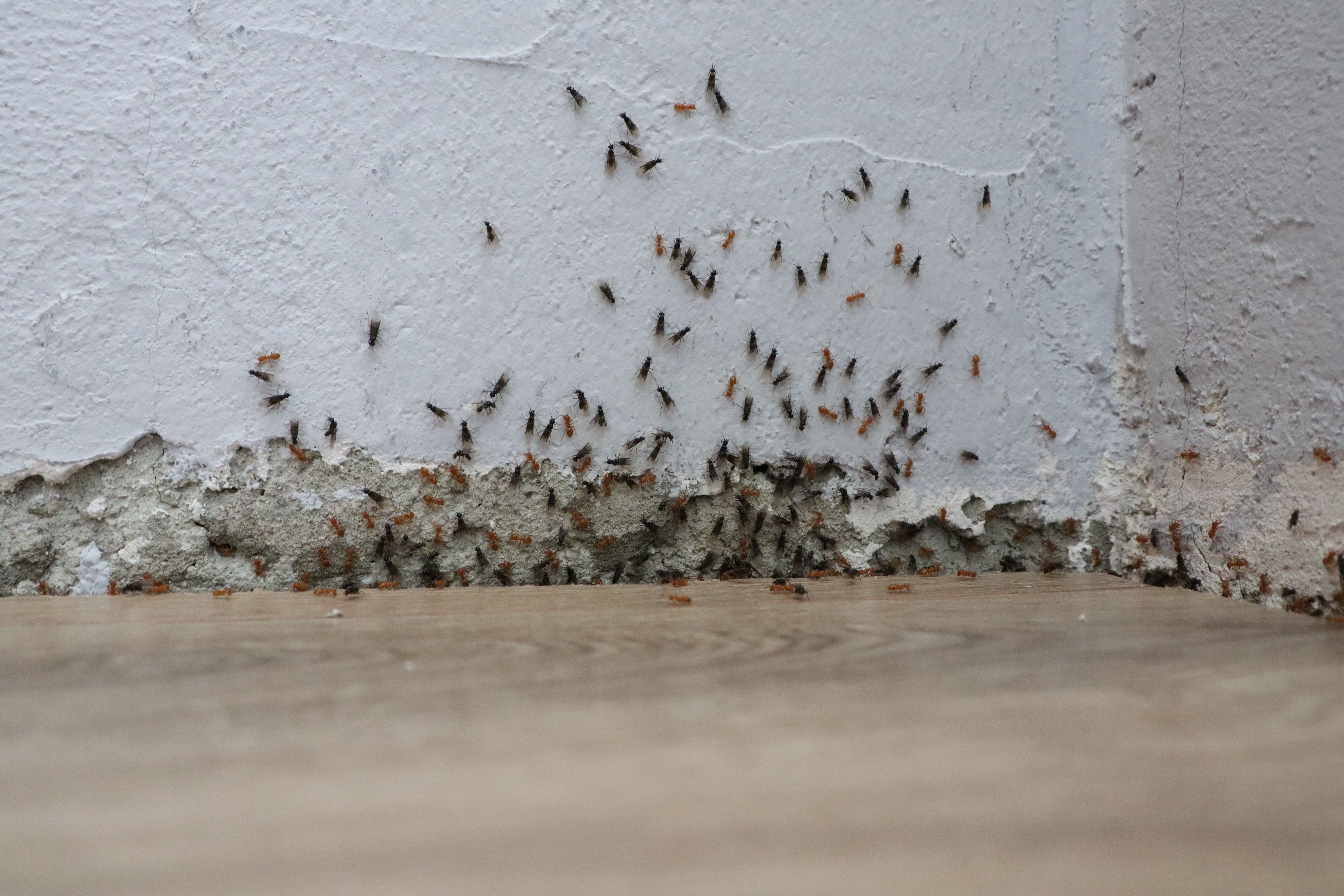 home pest prevention