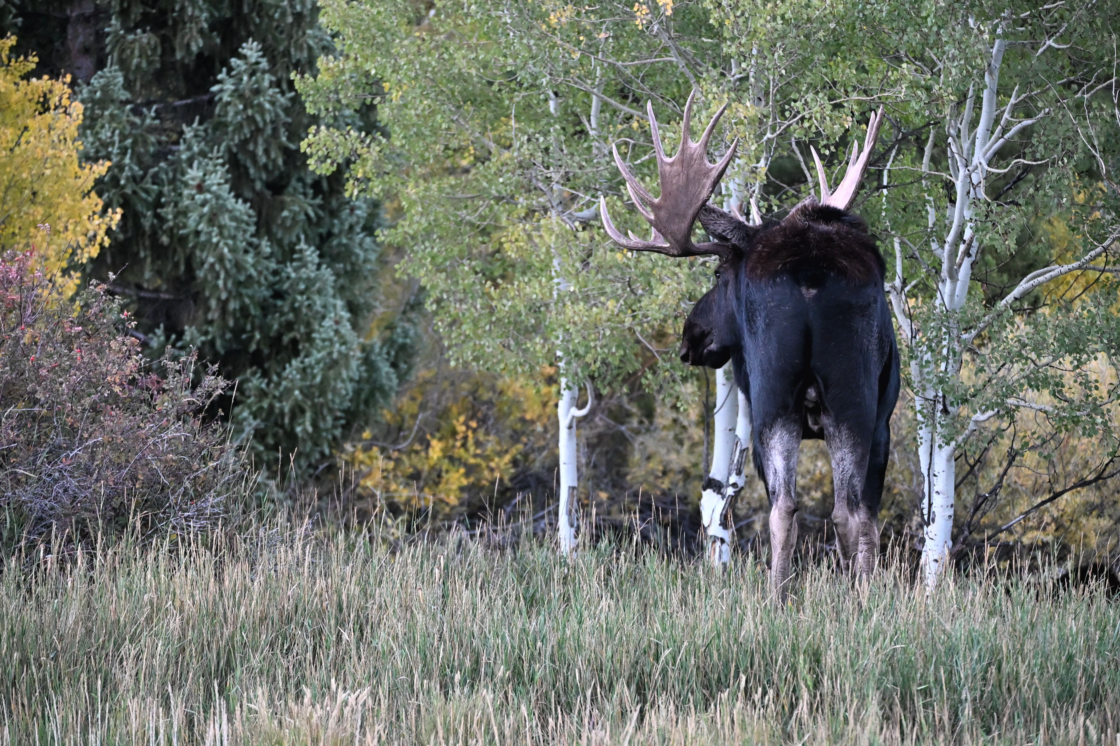 moose in forest