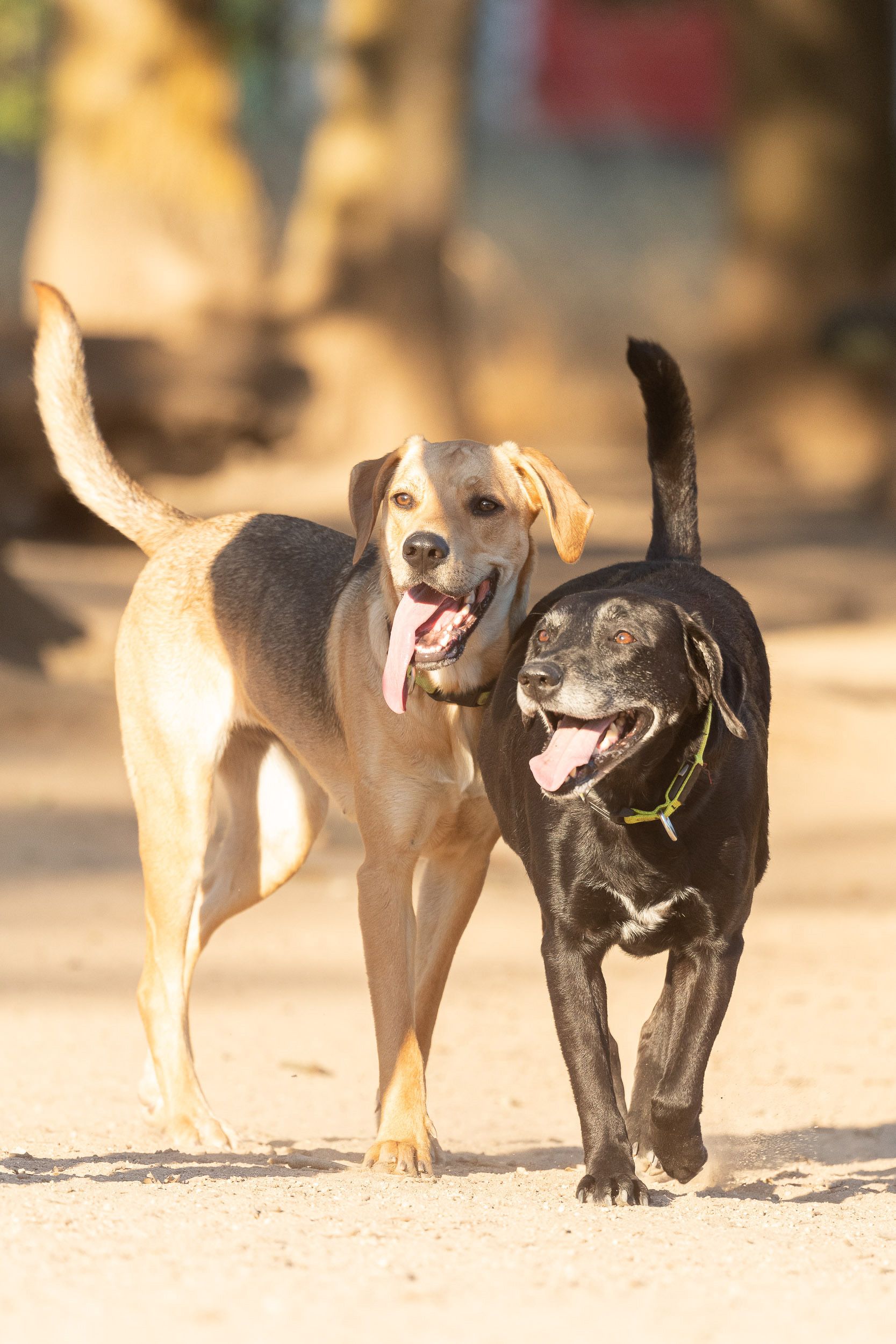 sacramento dog park