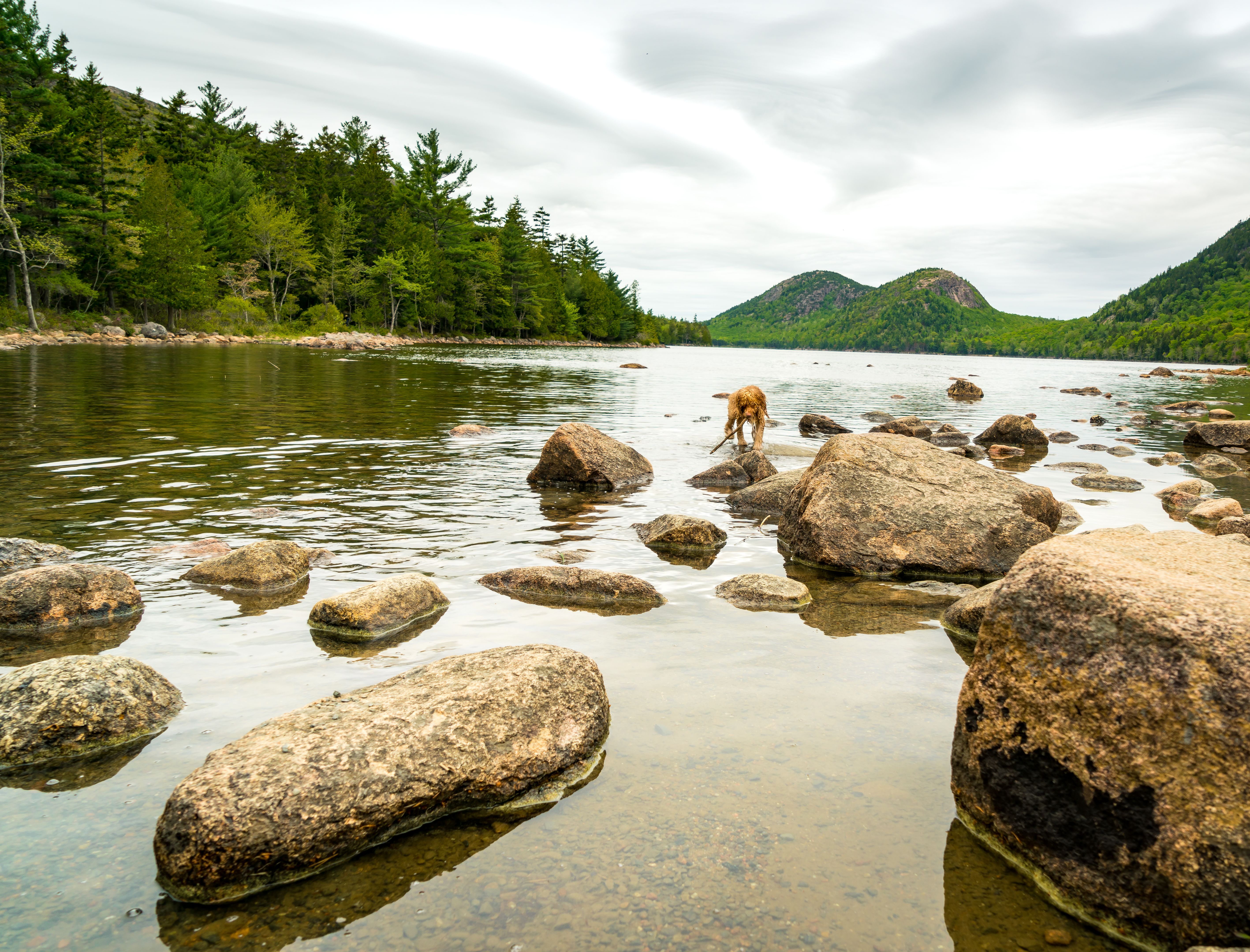 bar harbor dinosaurs