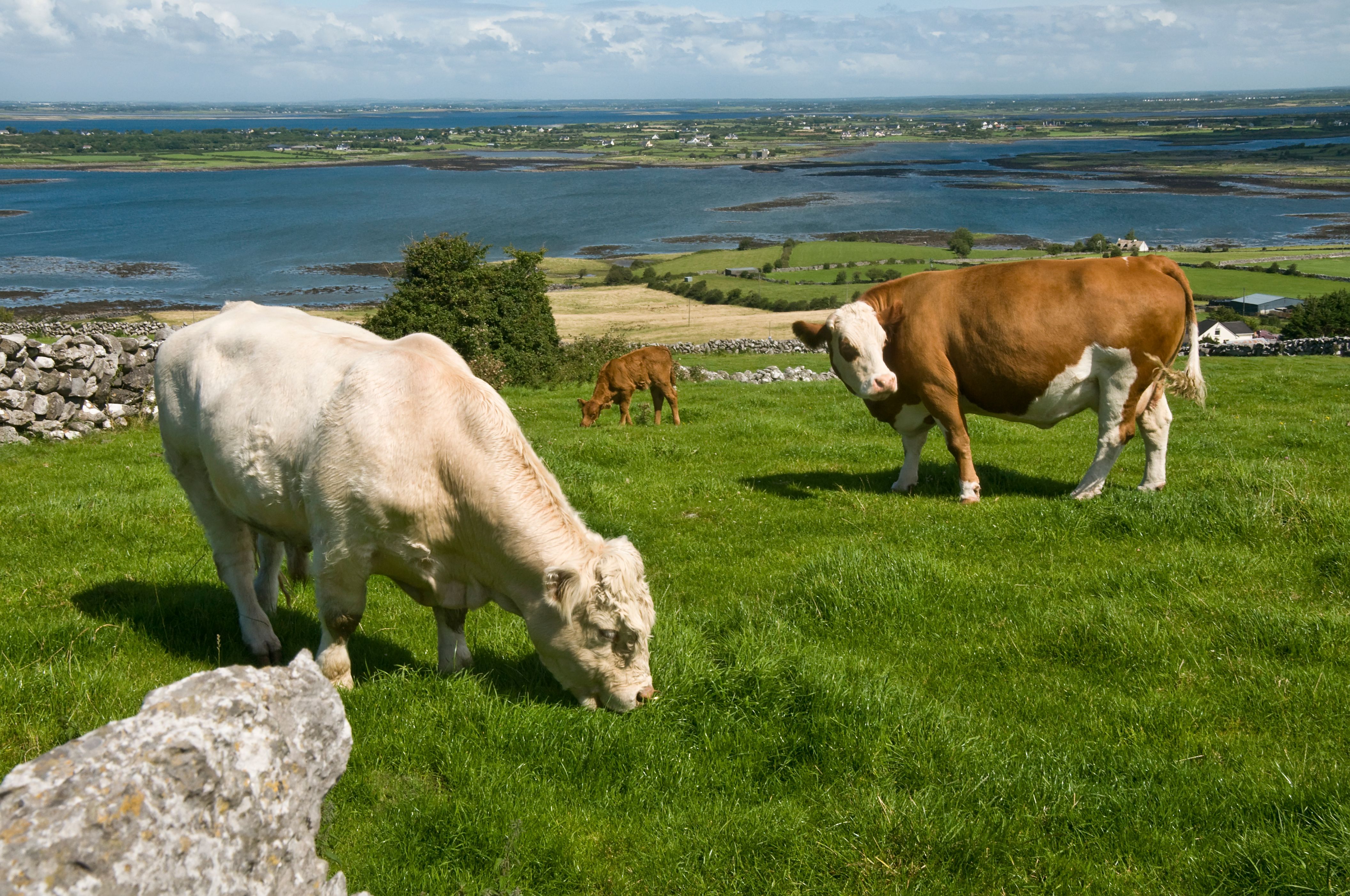 Cow Family in the meadow