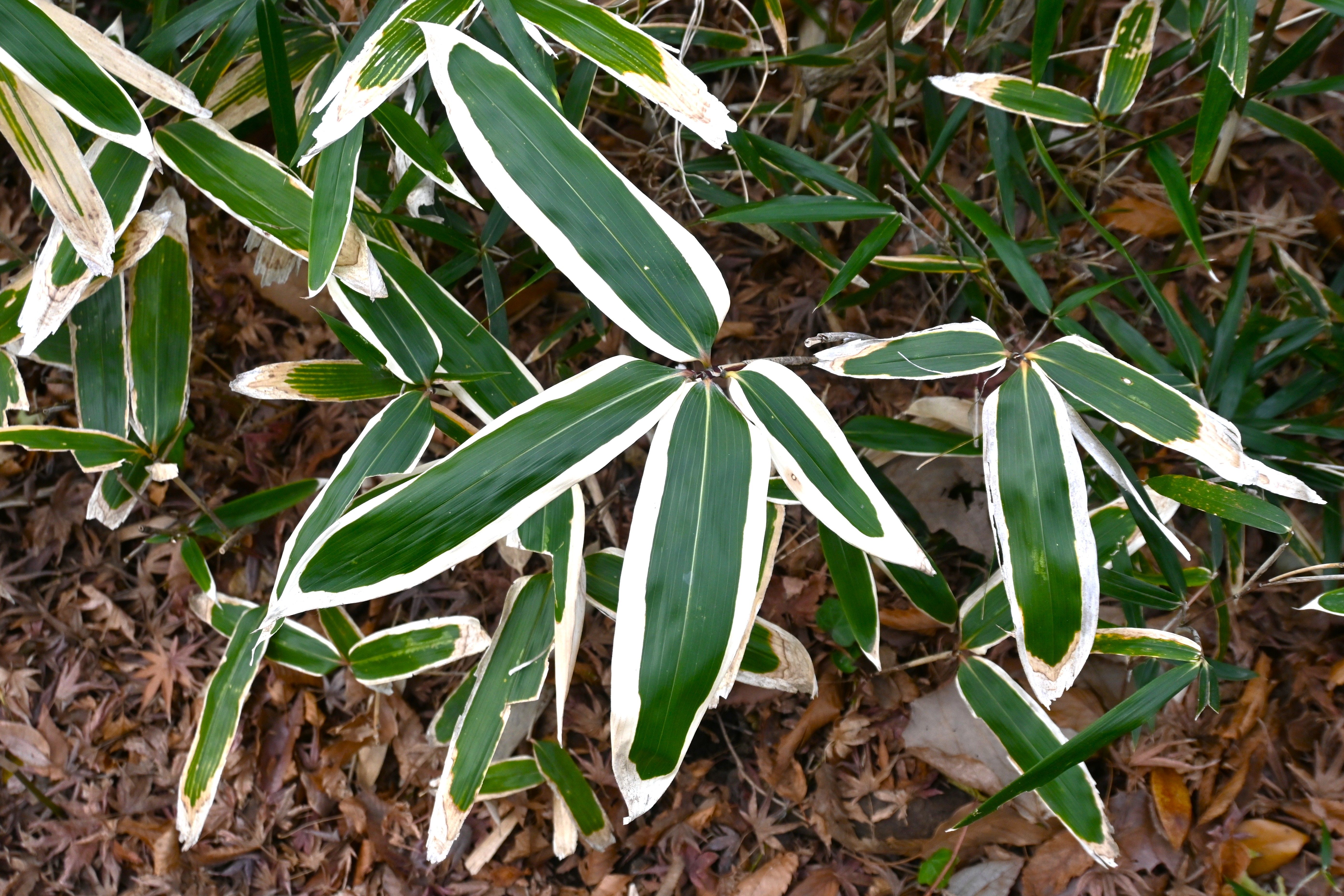 bamboo care