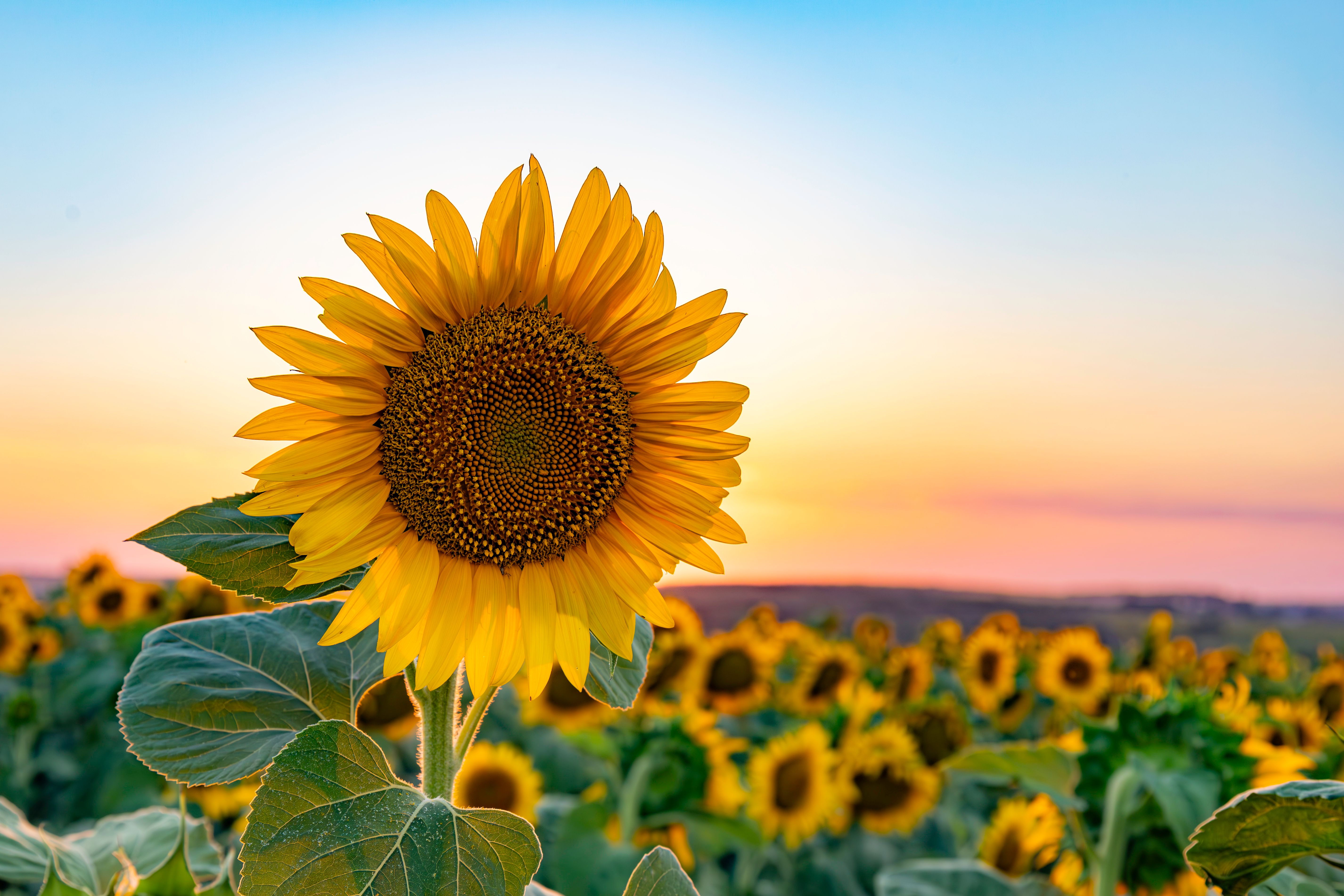 sunflower field
