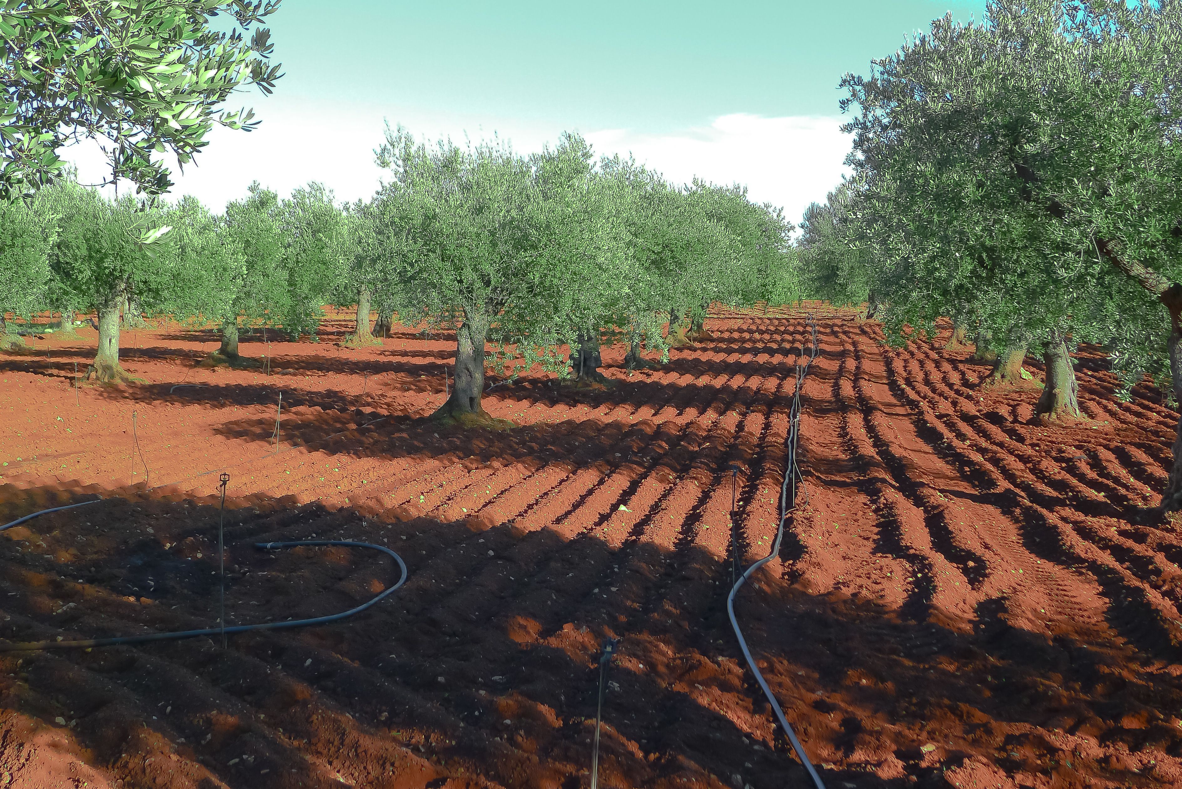 olive tree irrigation