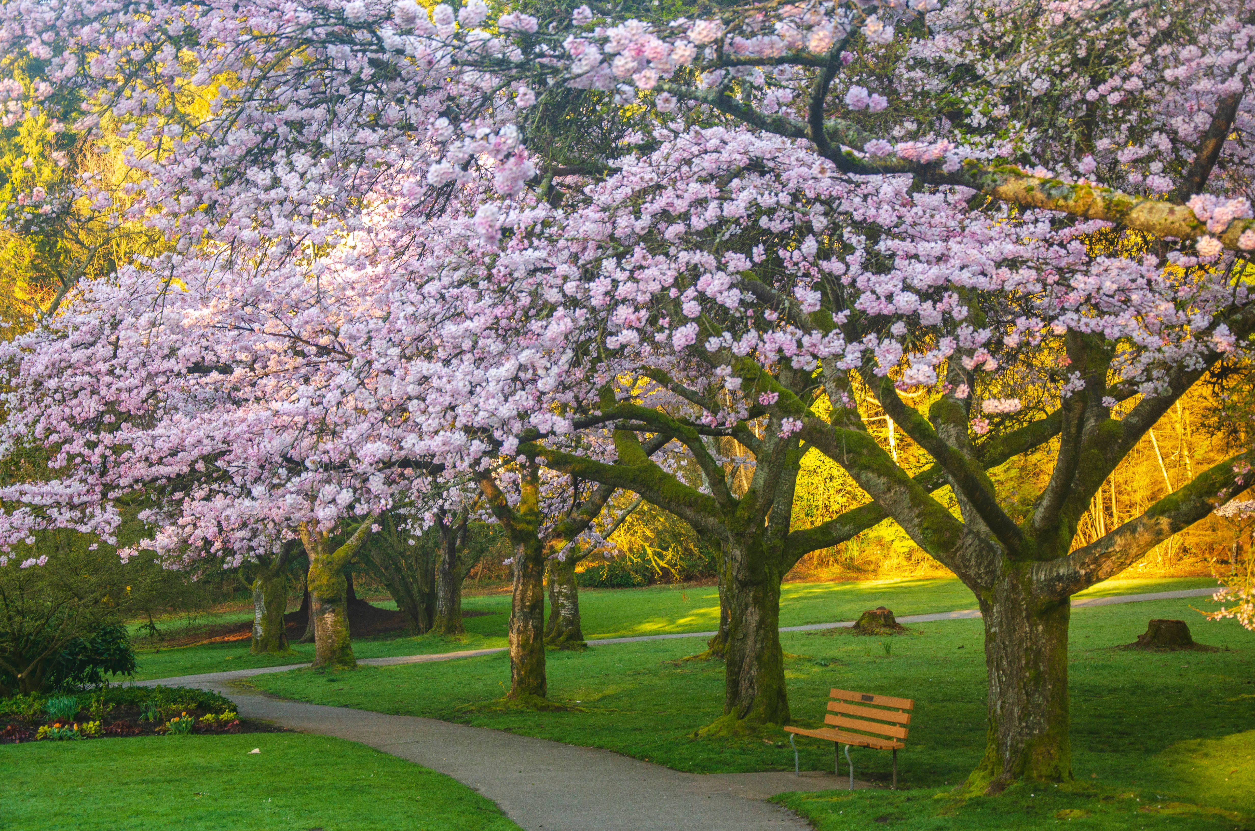 cherry blossoms