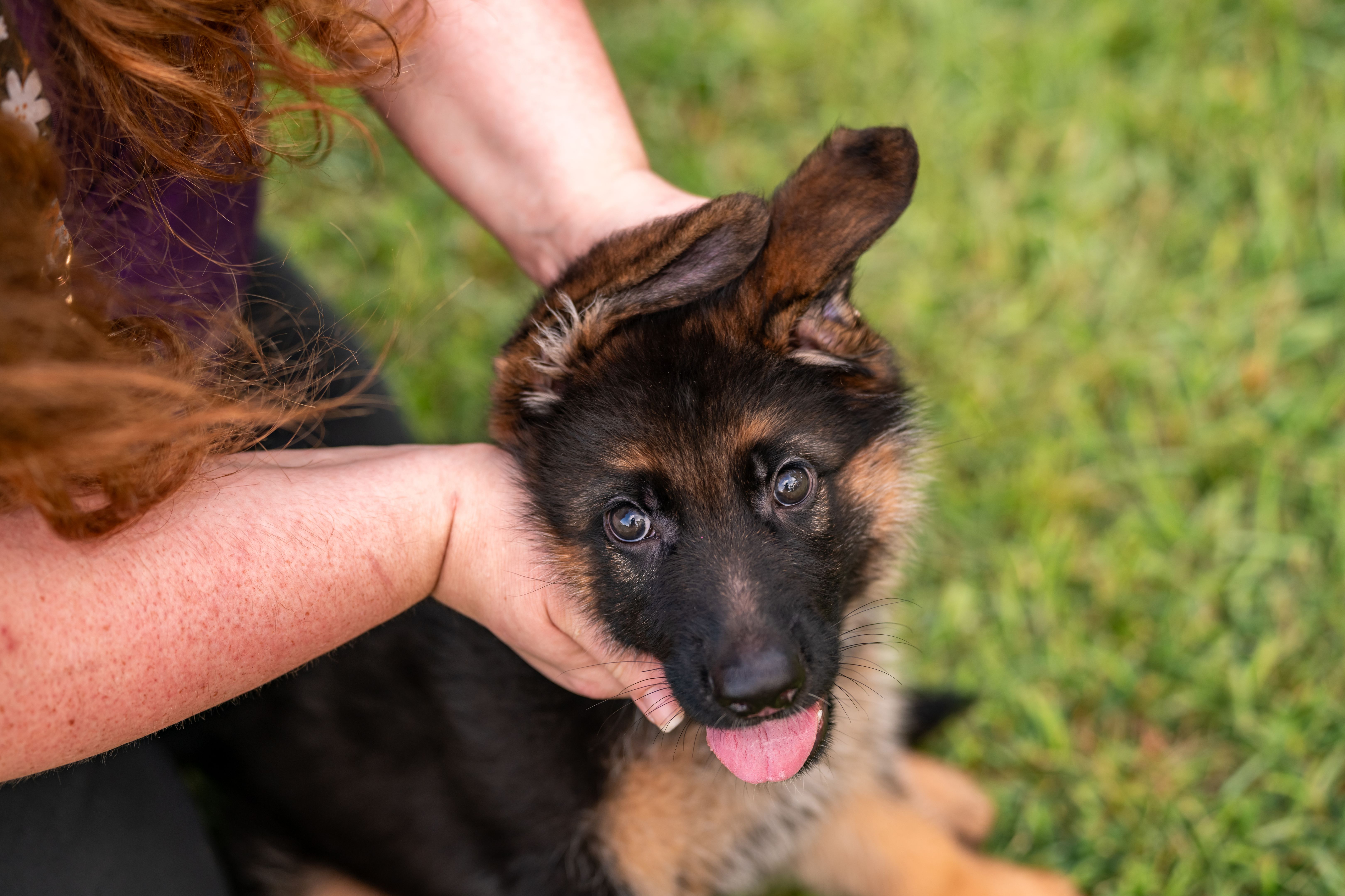 german shepherd puppy