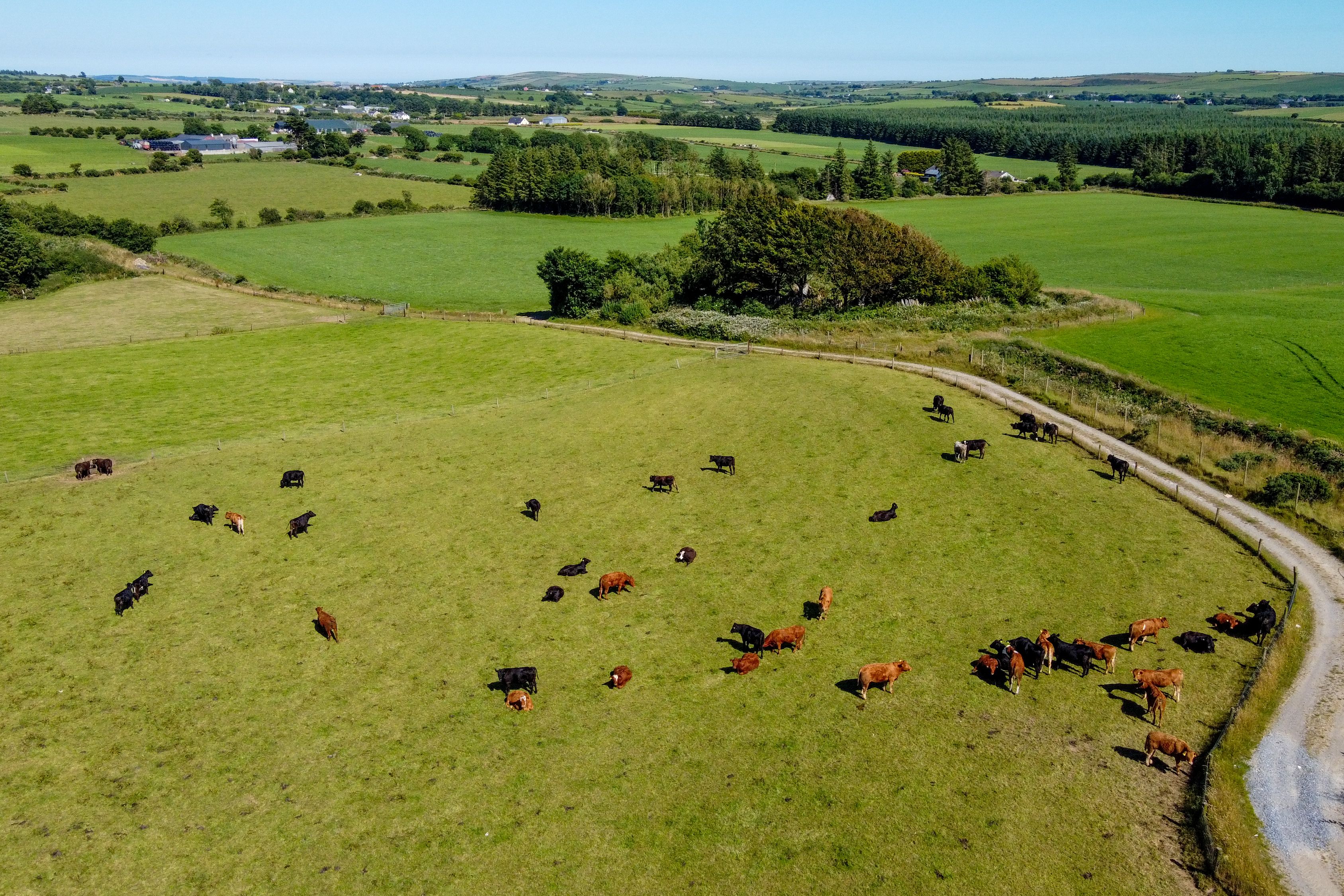 Cows on a green meadow on a sunny summer day, top view. Agricultural landscape, beautiful nature. A country road among fields. Agricultural fields of southern Ireland. Cows on a green meadow on a sunny summer day, top view. Agricultural landscape, beautiful nature. A country road among fields. Agricultural fields of southern Ireland.