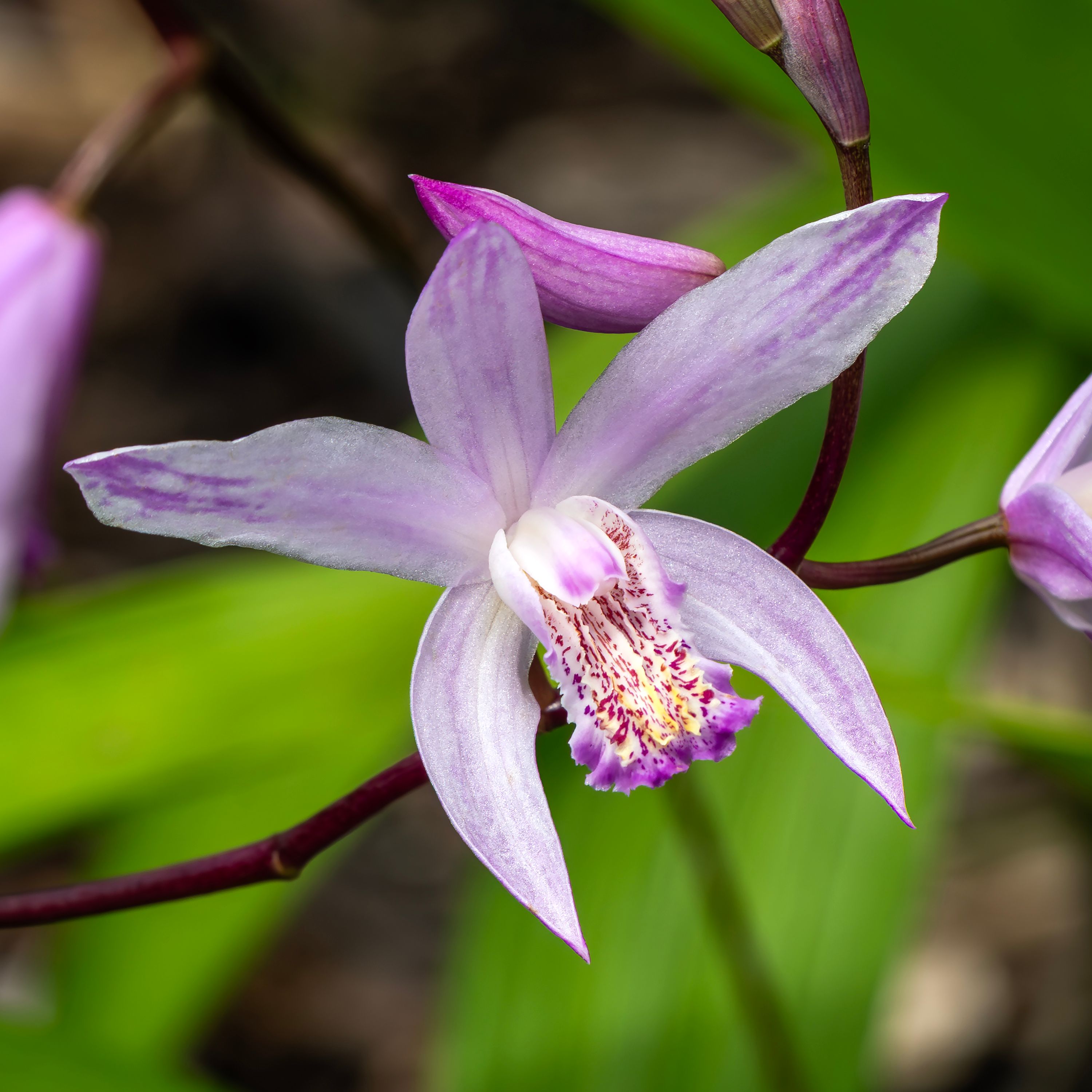 Bletilla striata 'Yokohama'