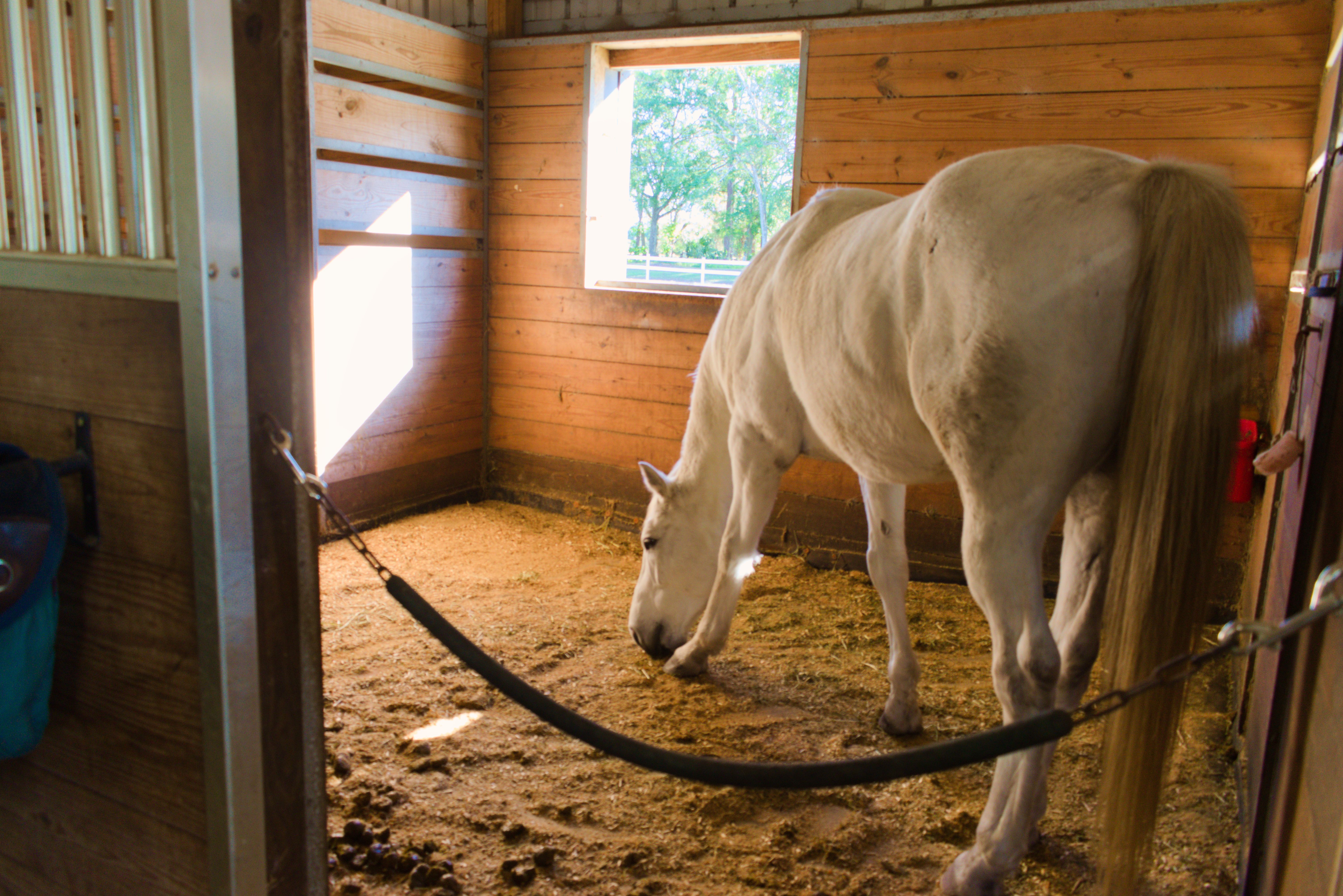 A White Horse Grazing in the Stable A White Horse Grazing in the Stable