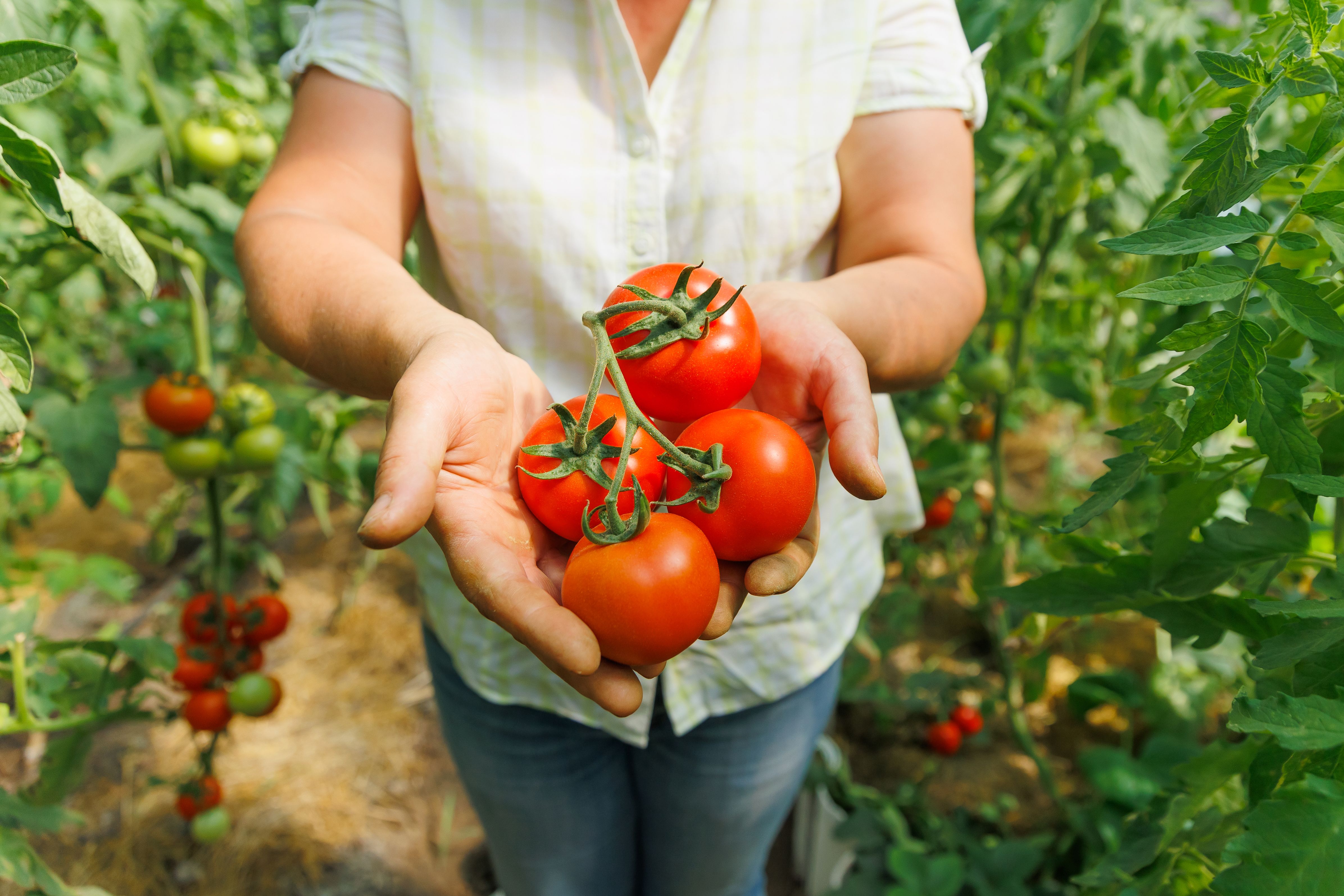 garden harvest